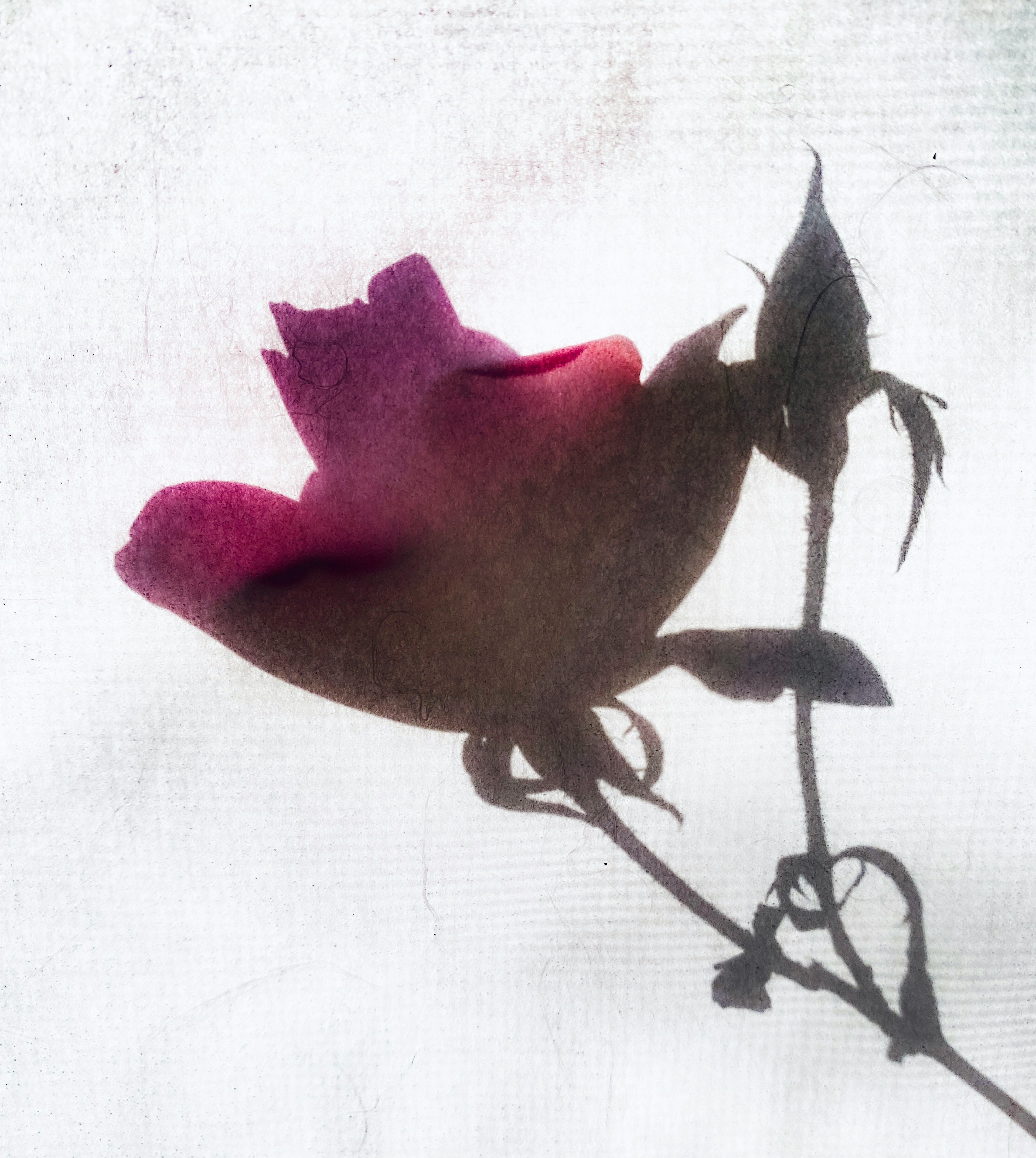 Silhouette of a rose illuminated by soft light