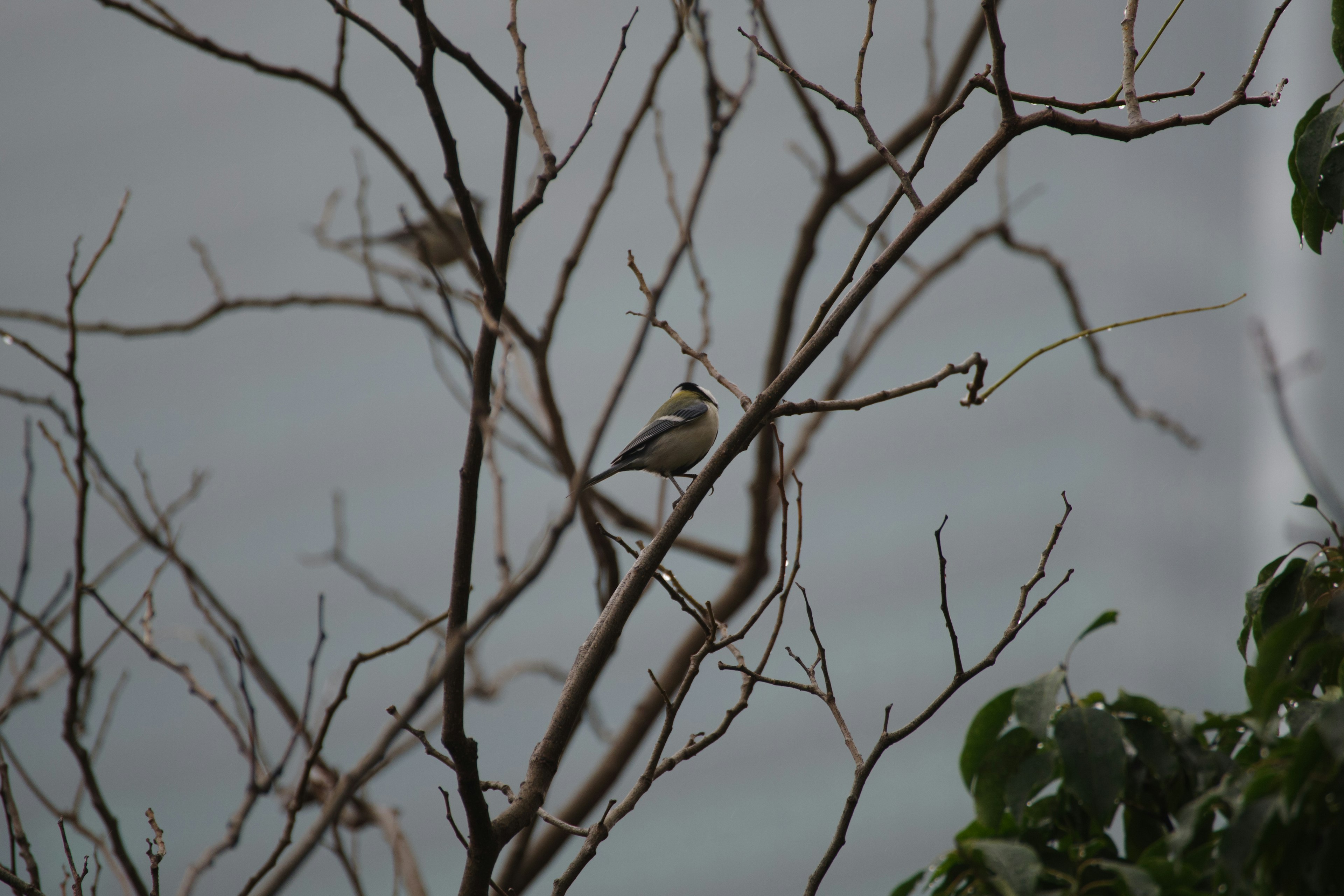 Un petit oiseau posé sur des branches nues avec un arrière-plan flou