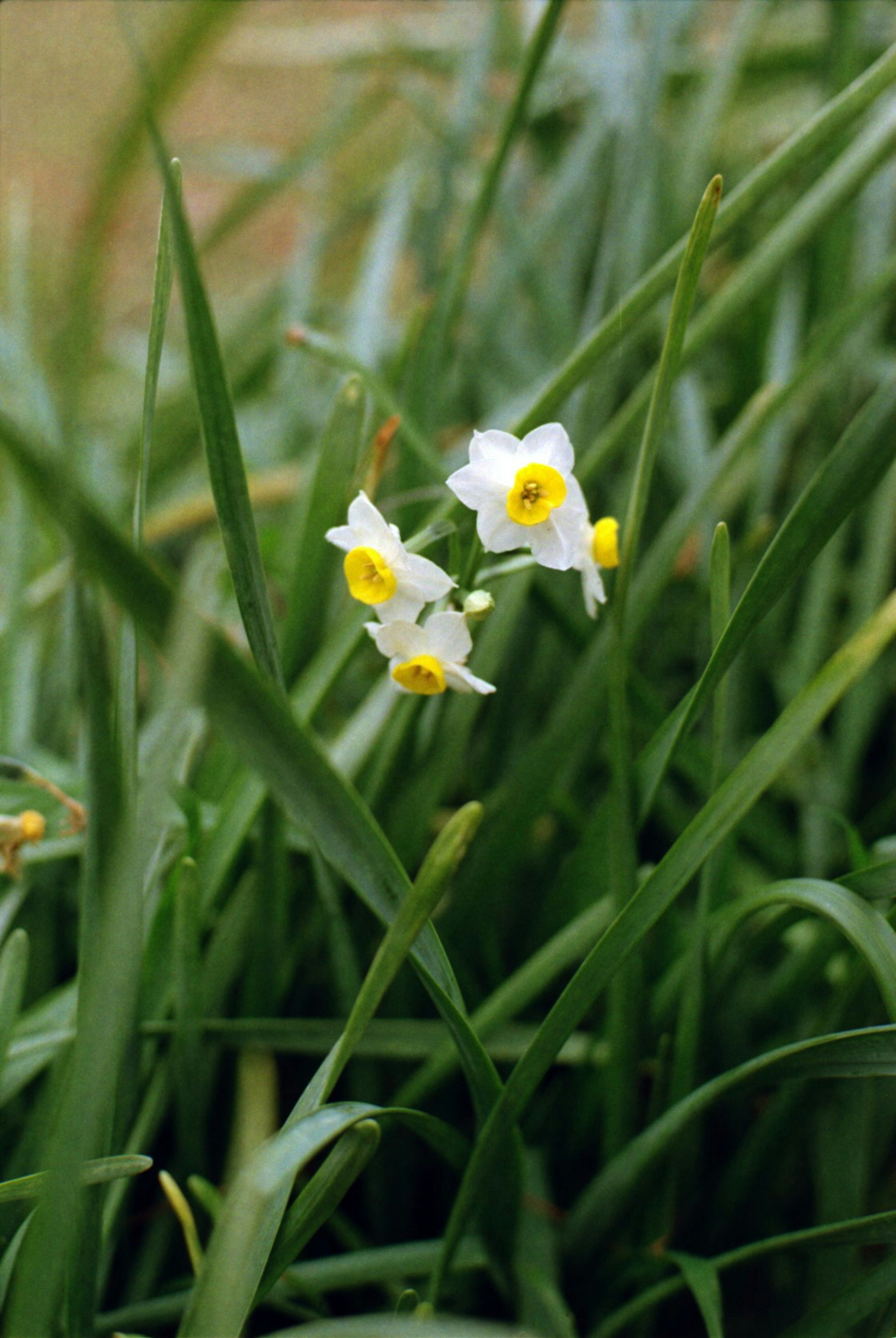 Fleurs de jonquille blanches et jaunes fleurissant parmi des feuilles vertes