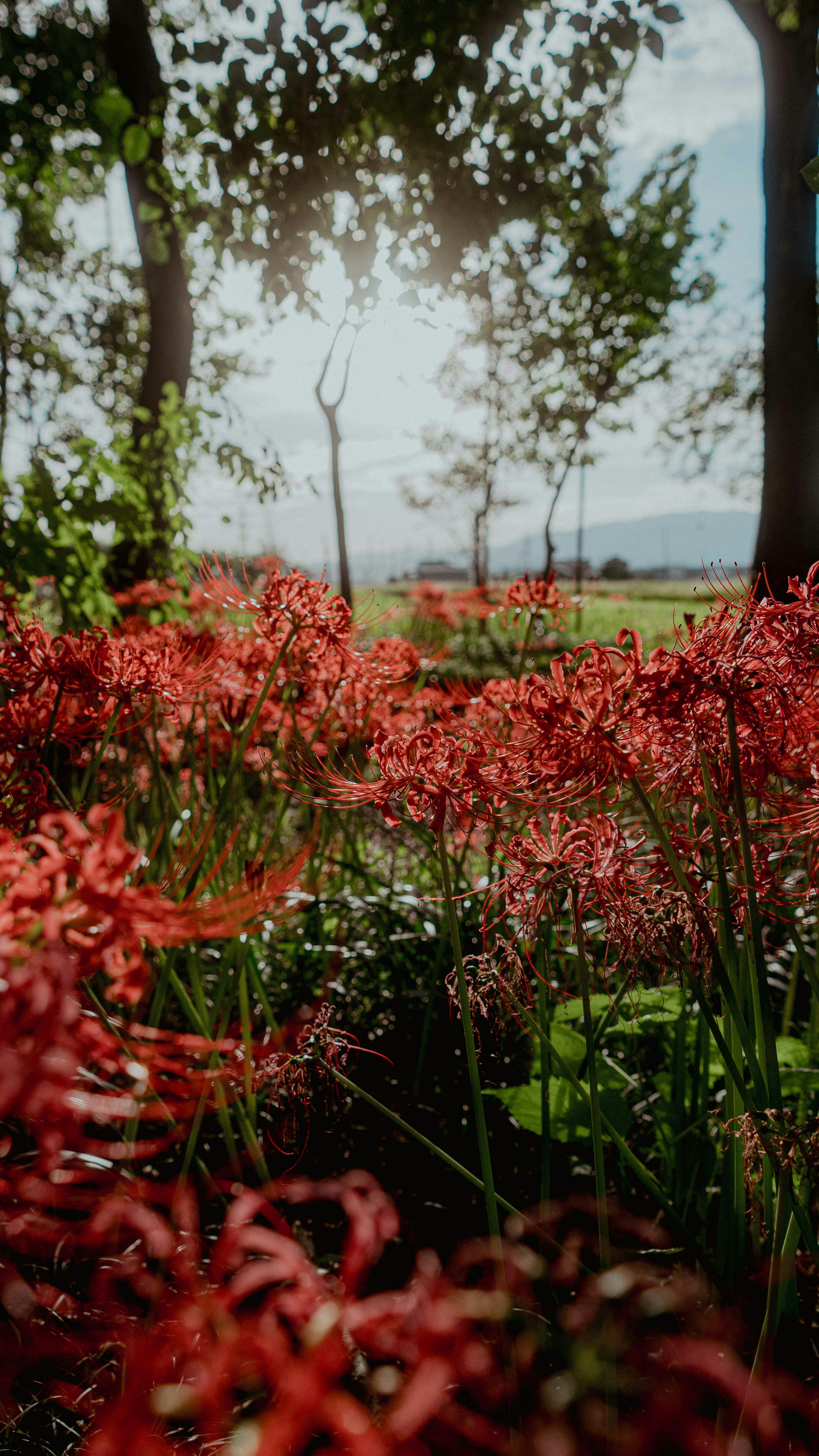 Campo de flores rojas con luz solar filtrando entre los árboles