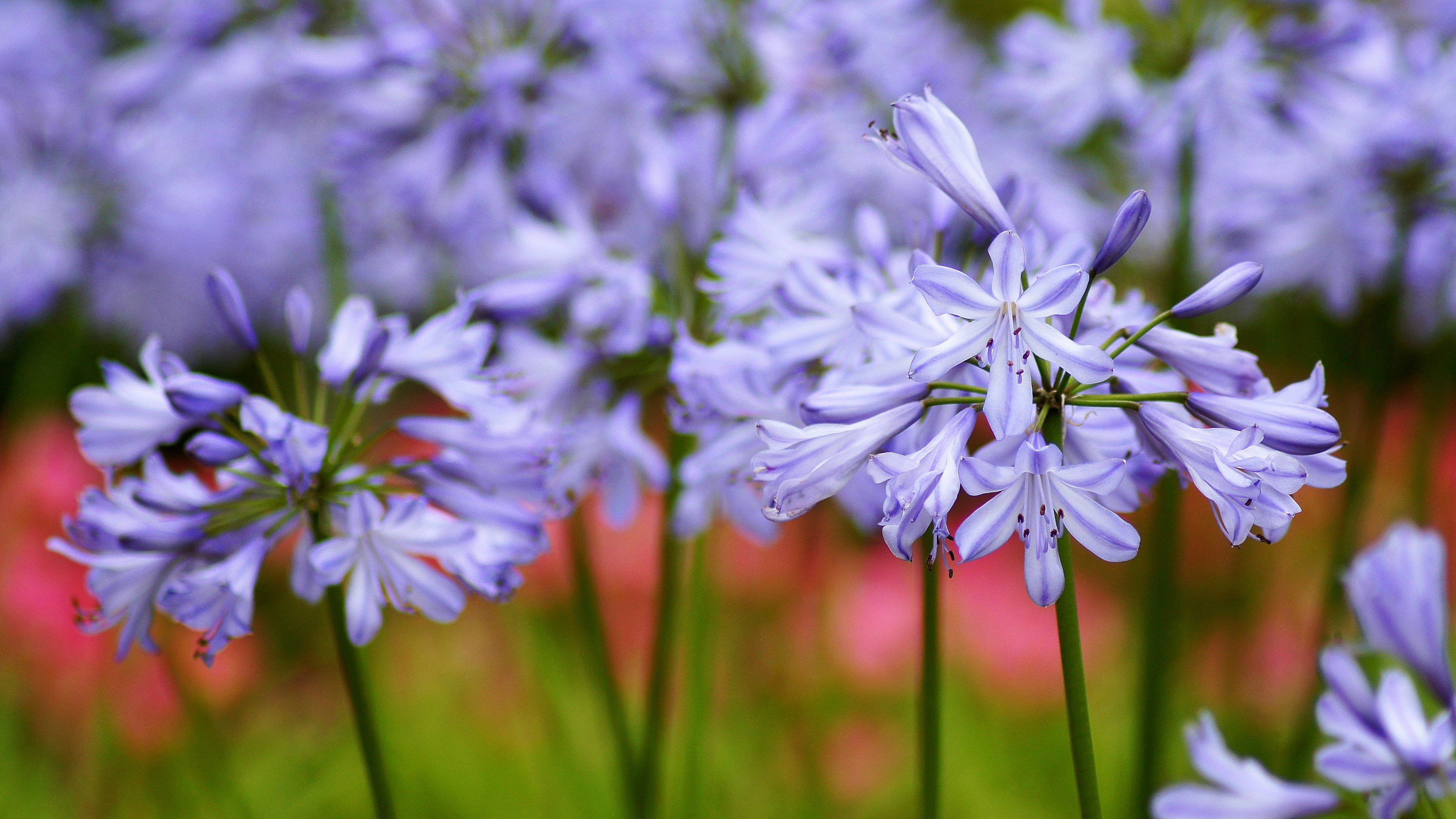 Ein lebhaftes Feld mit hellvioletten Blumen und grünen Stielen