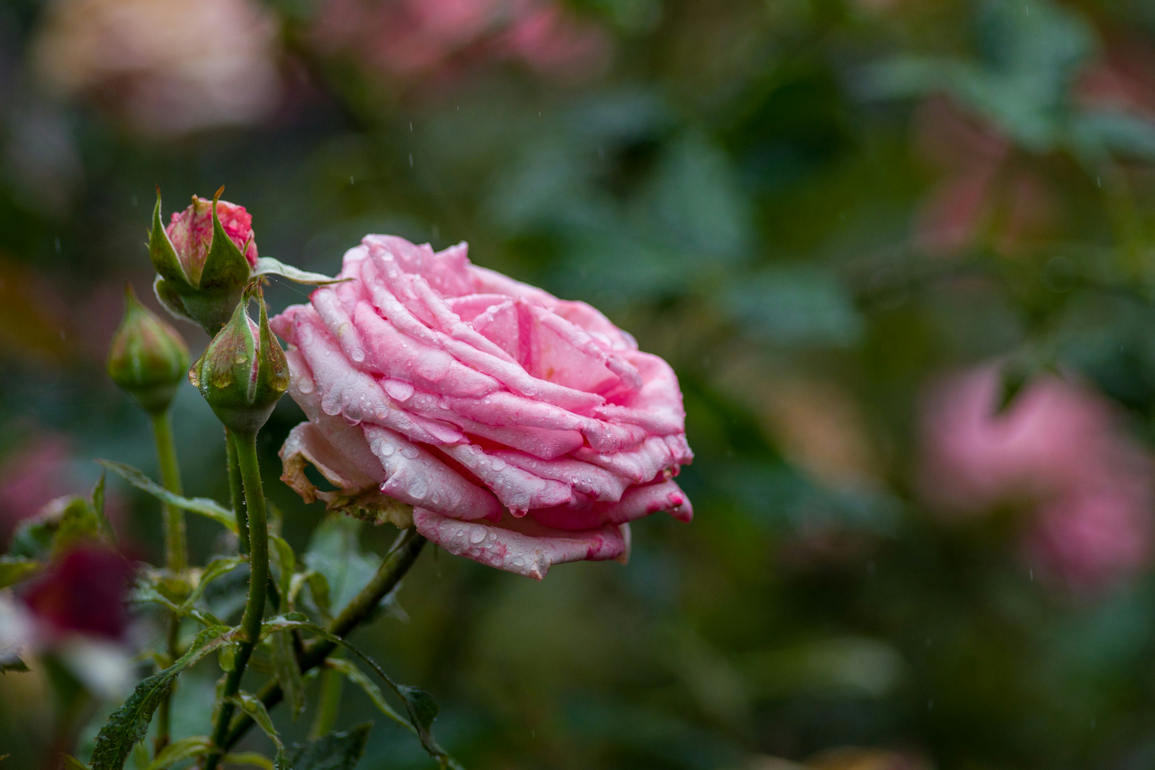 Belle rose rose couverte de rosée