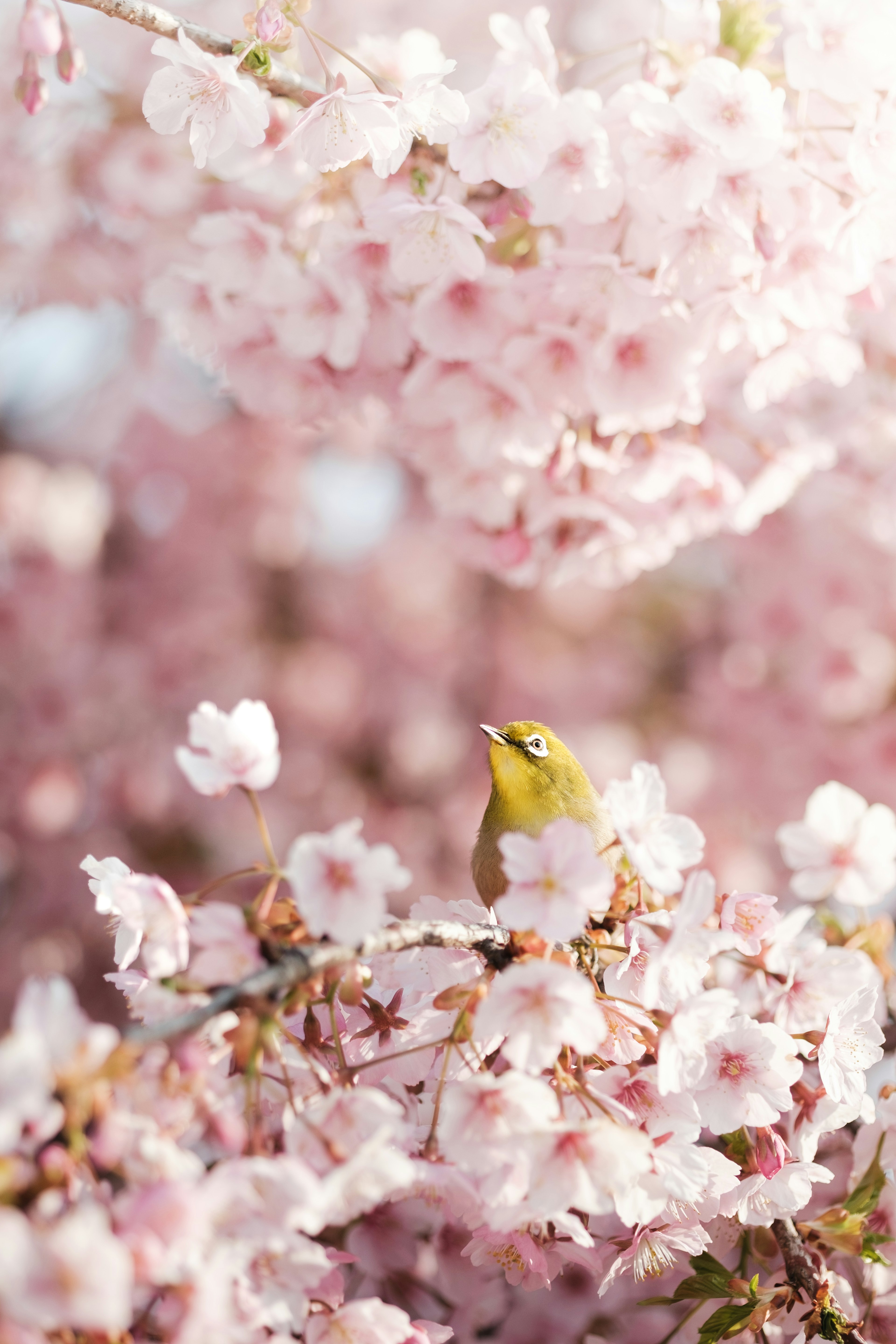 Un pequeño pájaro entre flores de cerezo rosas