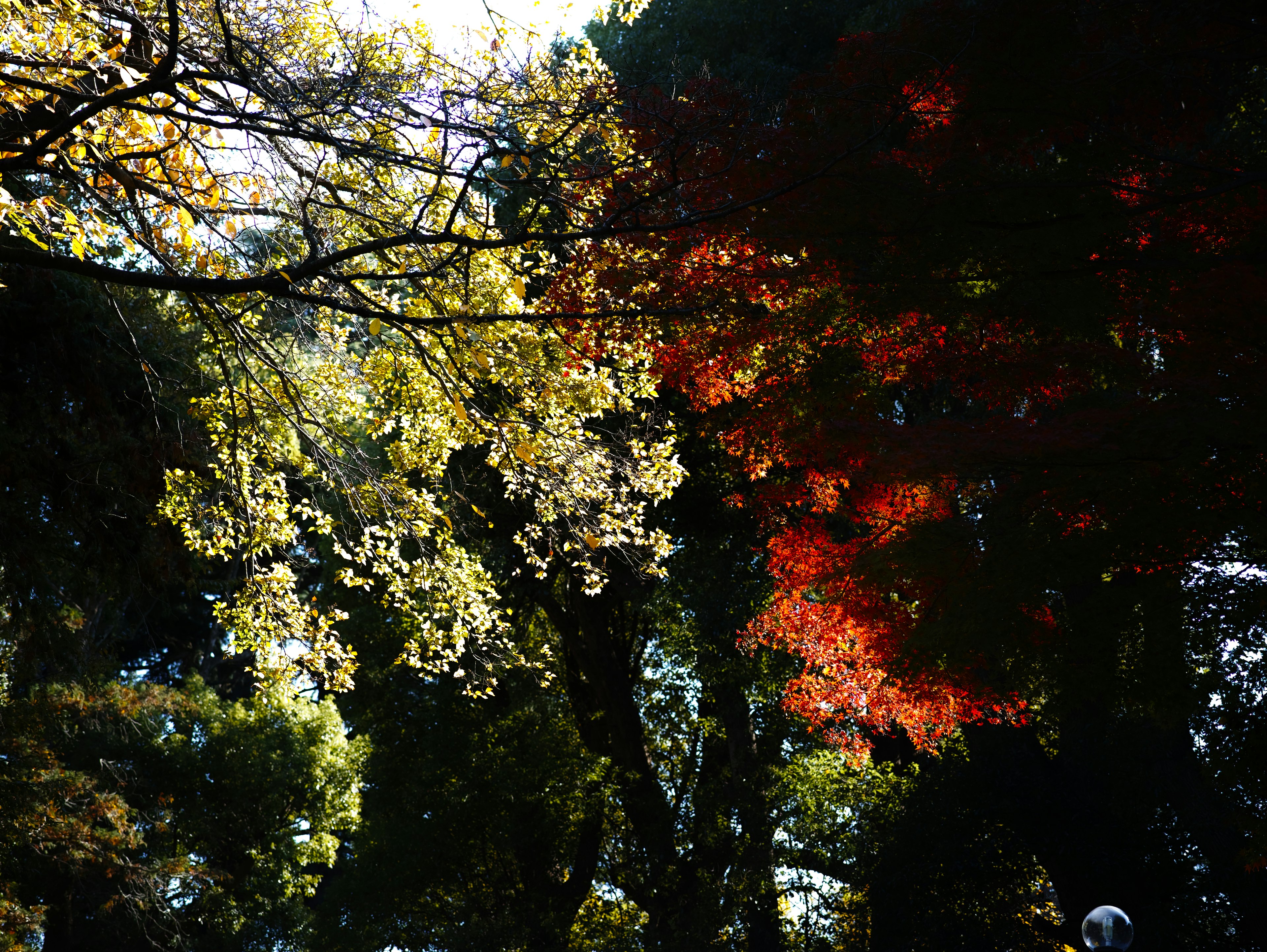 Alberi con foglie autunnali che mostrano foglie gialle e rosse vivaci