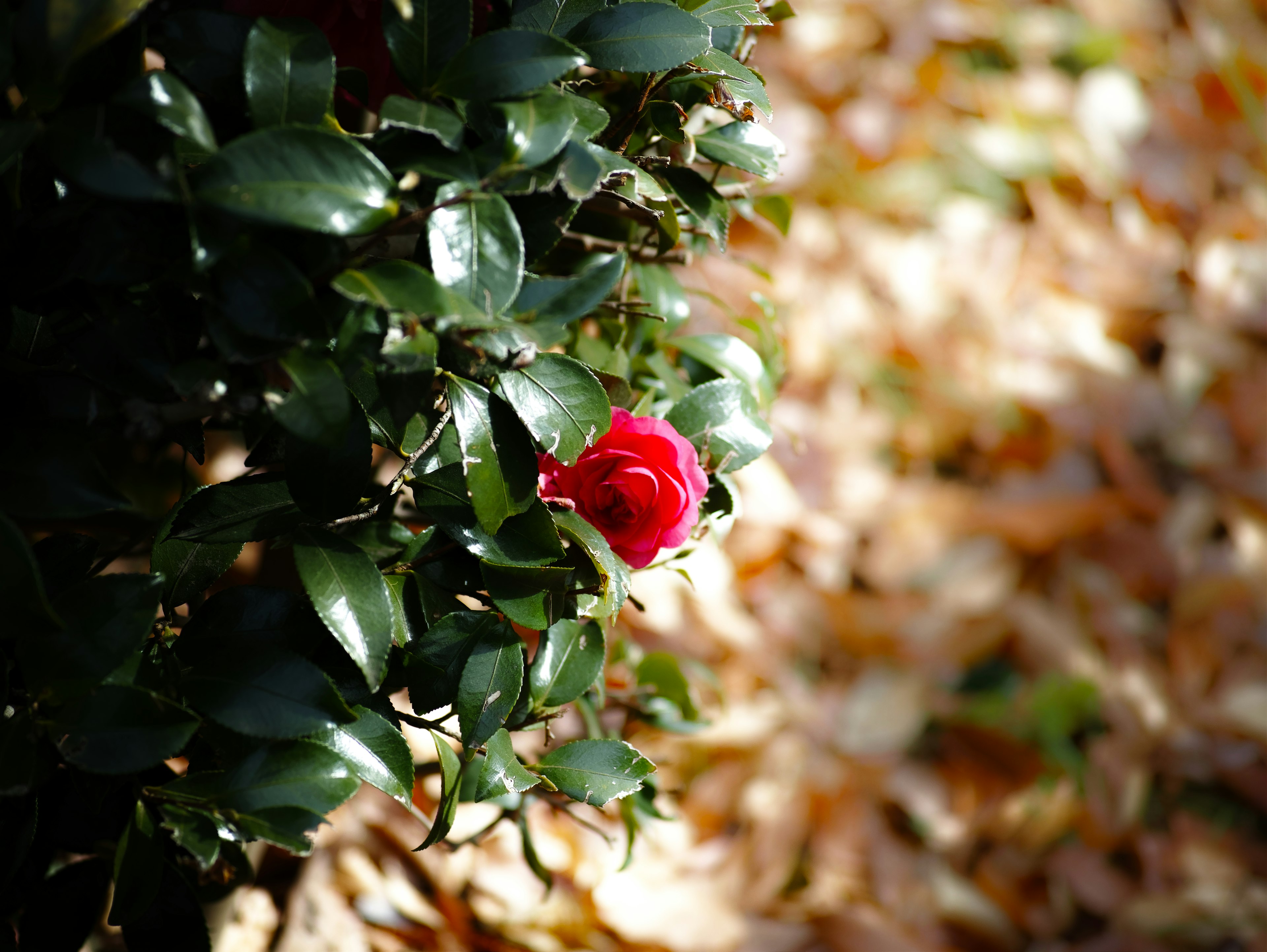 Una flor roja vibrante floreciendo entre hojas verdes en un entorno natural