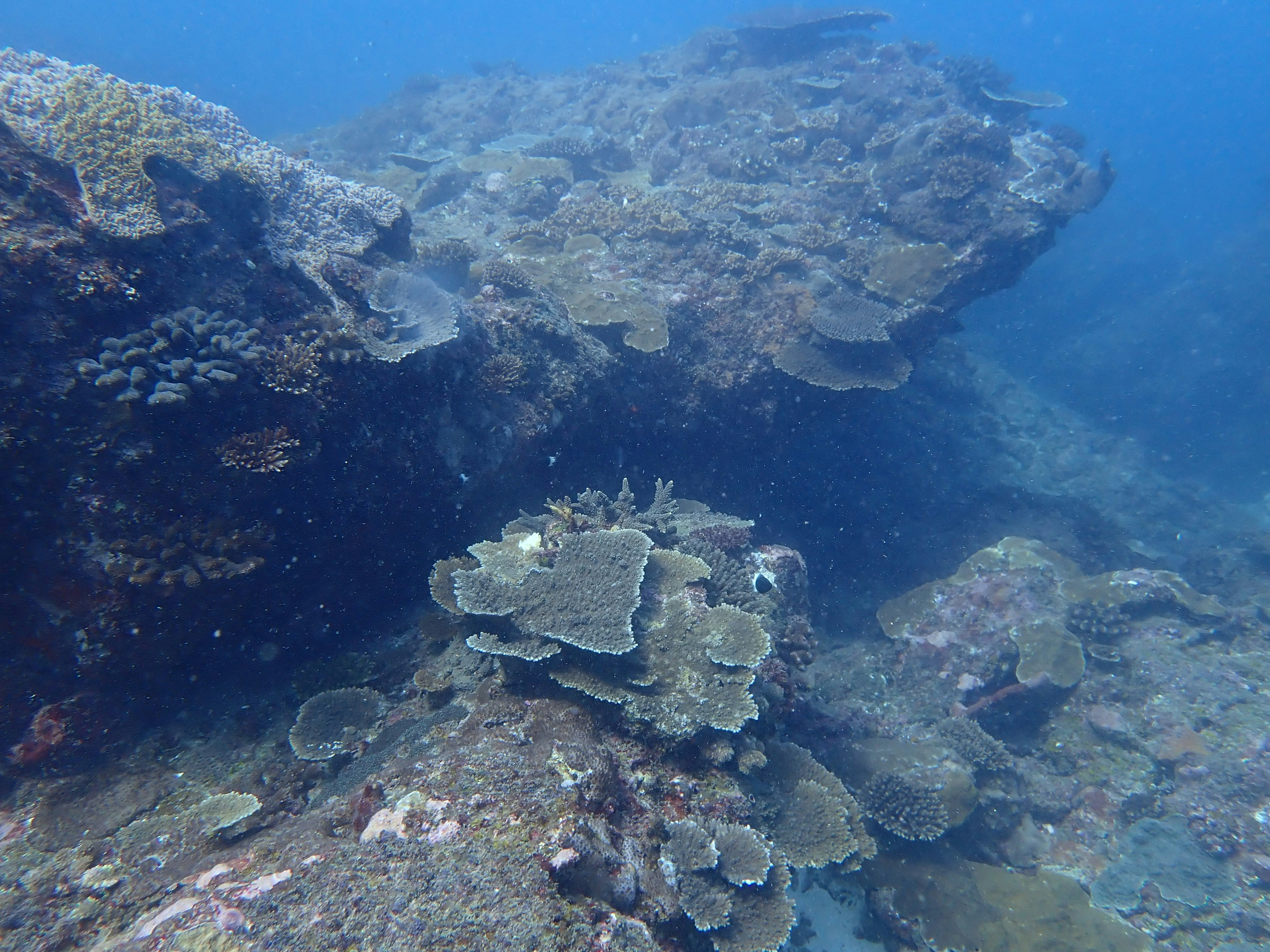 Beautiful coral reef landscape under clear water