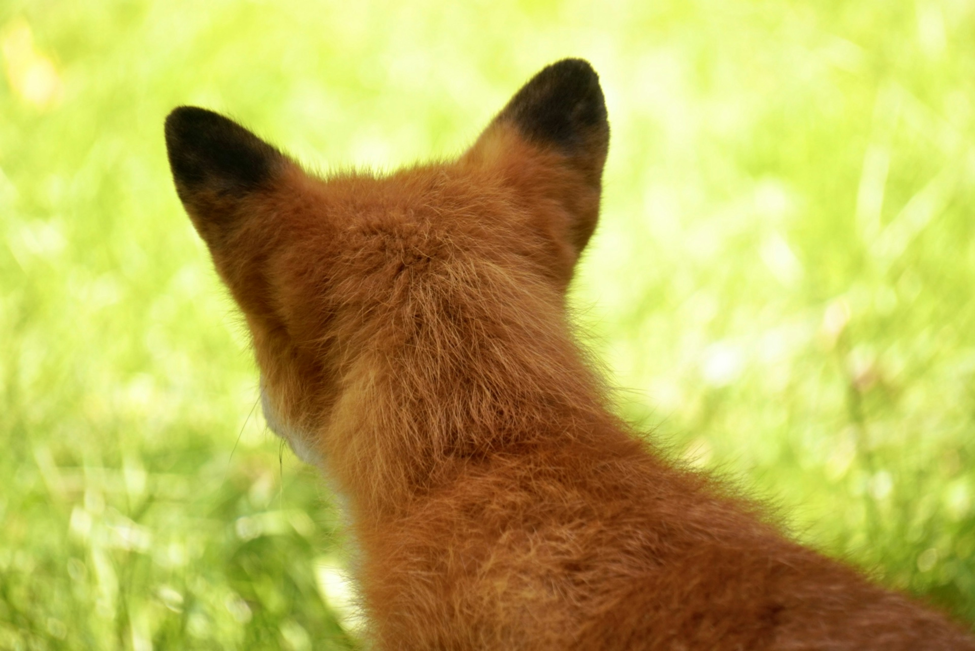 Vue rapprochée du dos d'un renard avec un fond vert