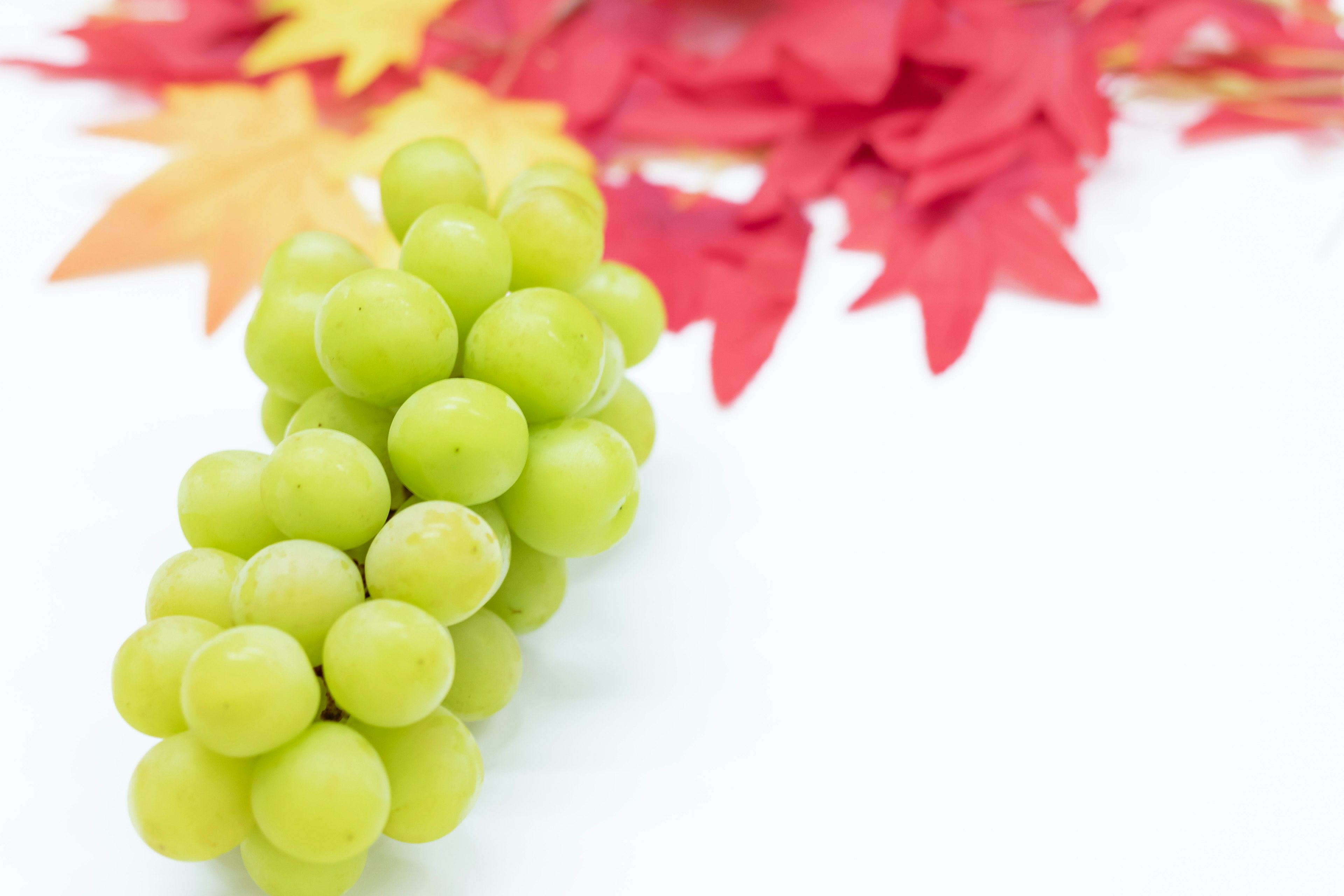 A cluster of green grapes with red leaves in the background