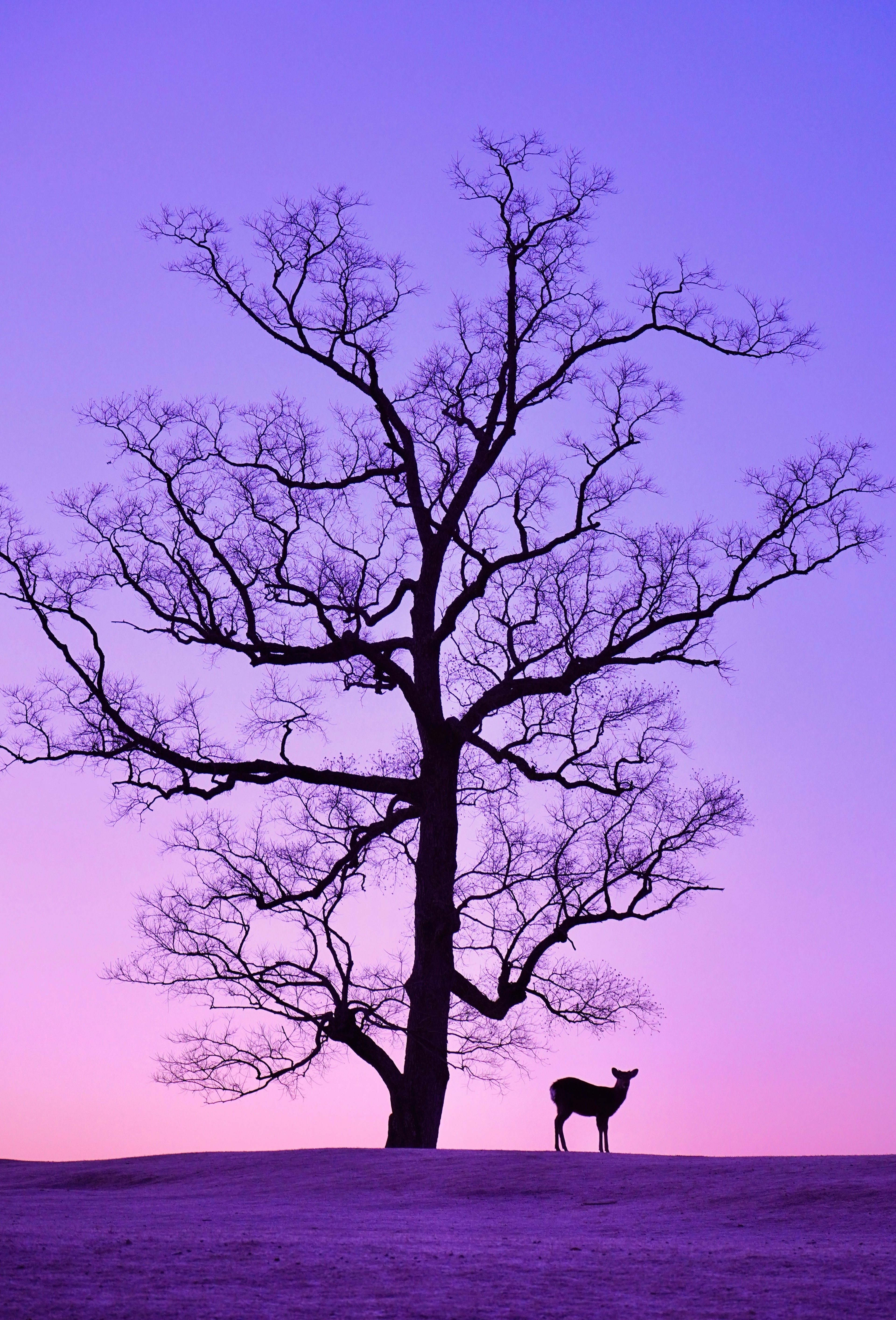 A large tree silhouetted against a purple sky with a small deer in front