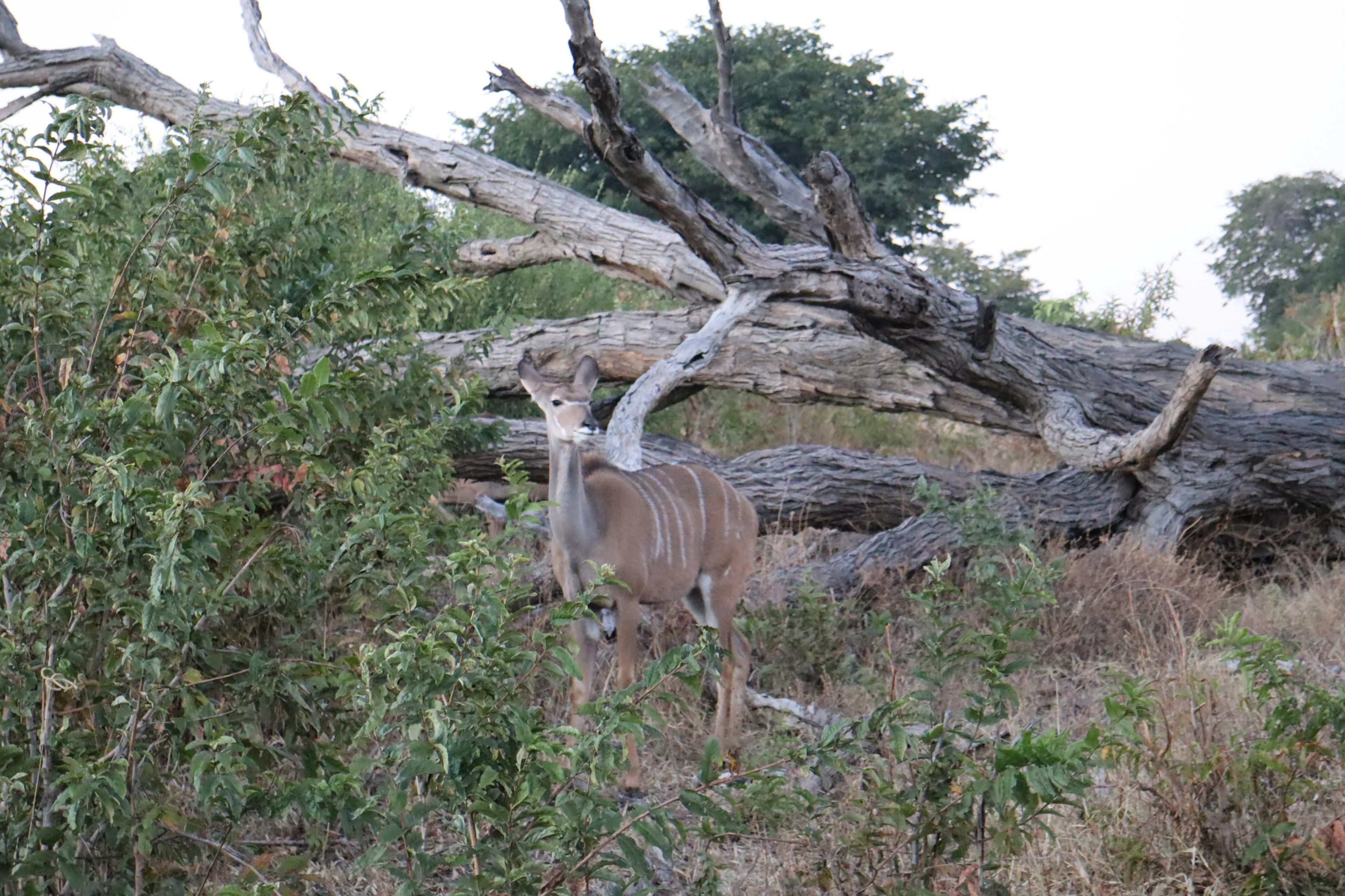 Kudu steht neben einem umgefallenen Baum in einer grünen Umgebung