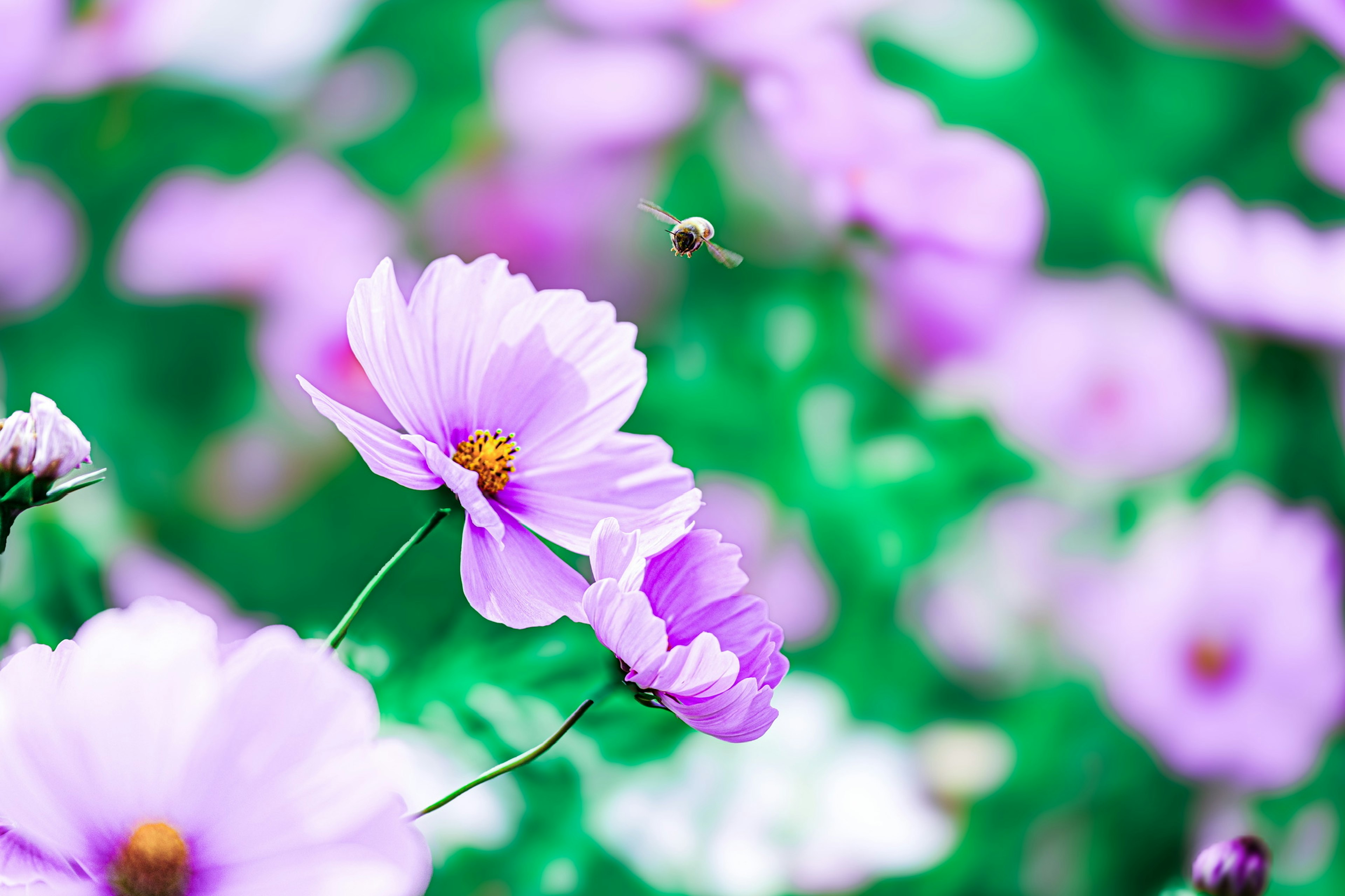 Beautiful scene of purple flowers with green foliage in the background