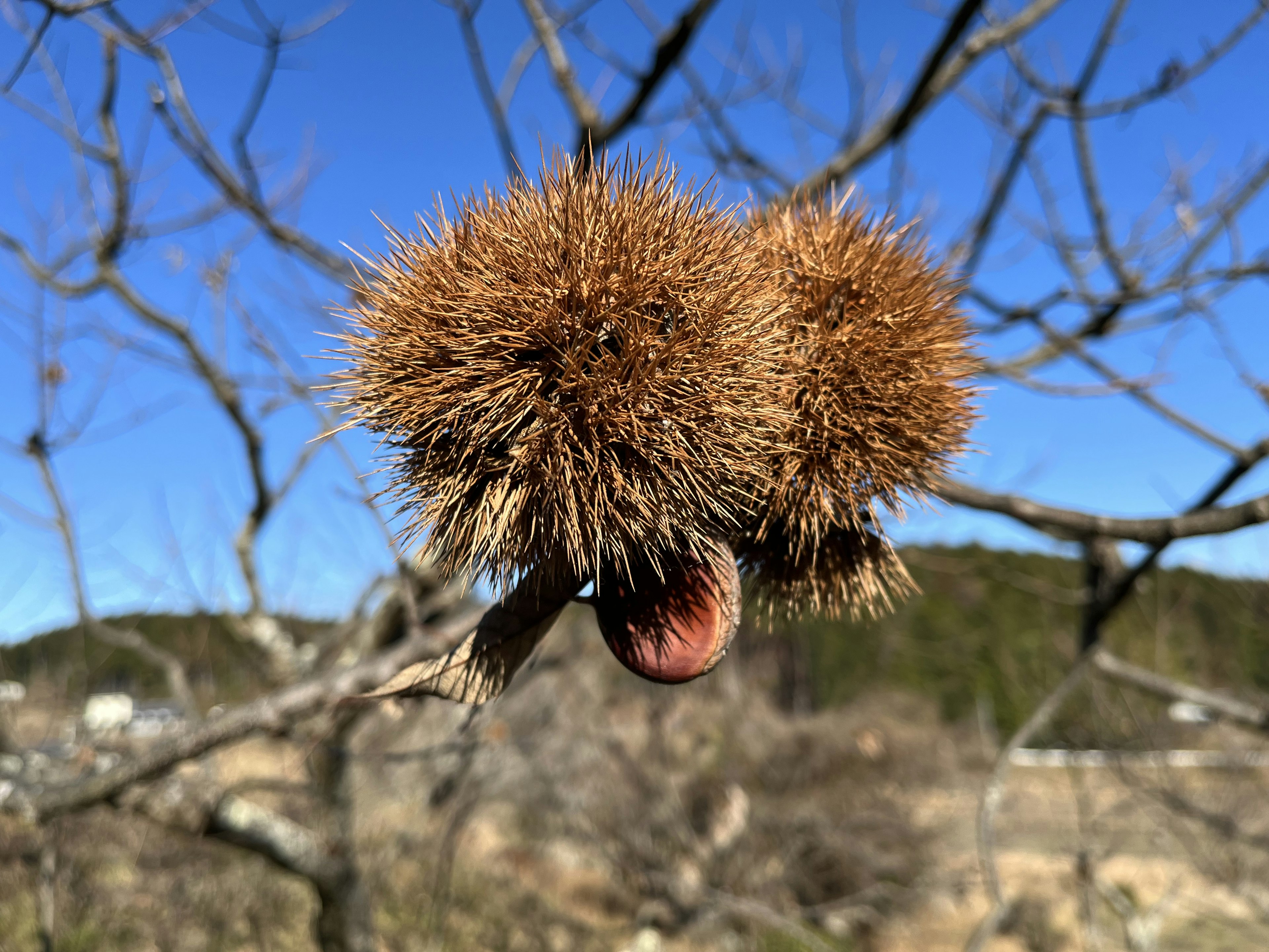 Two chestnut pods hanging from a branch