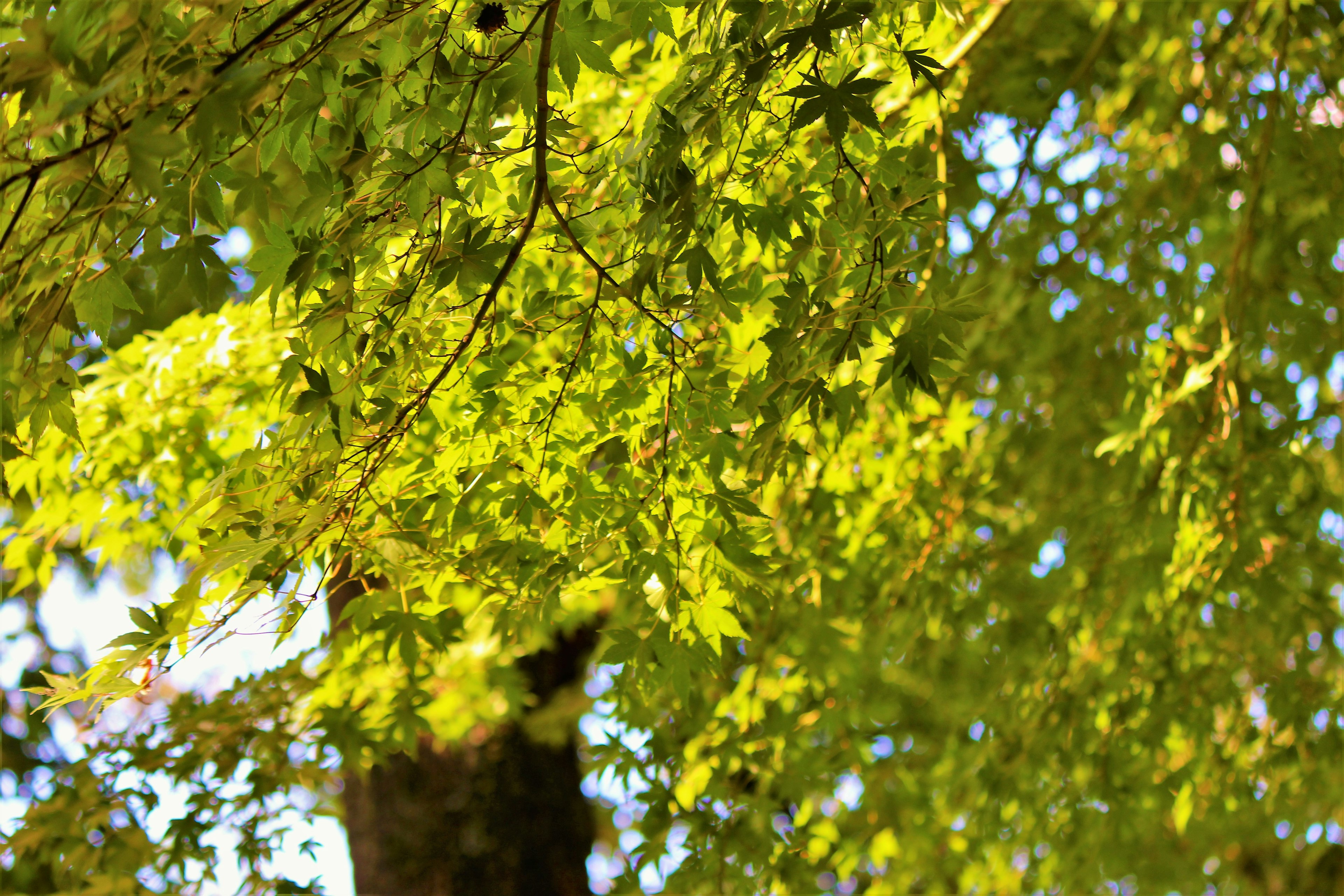 Nahaufnahme von üppigen grünen Blättern an einem Baum