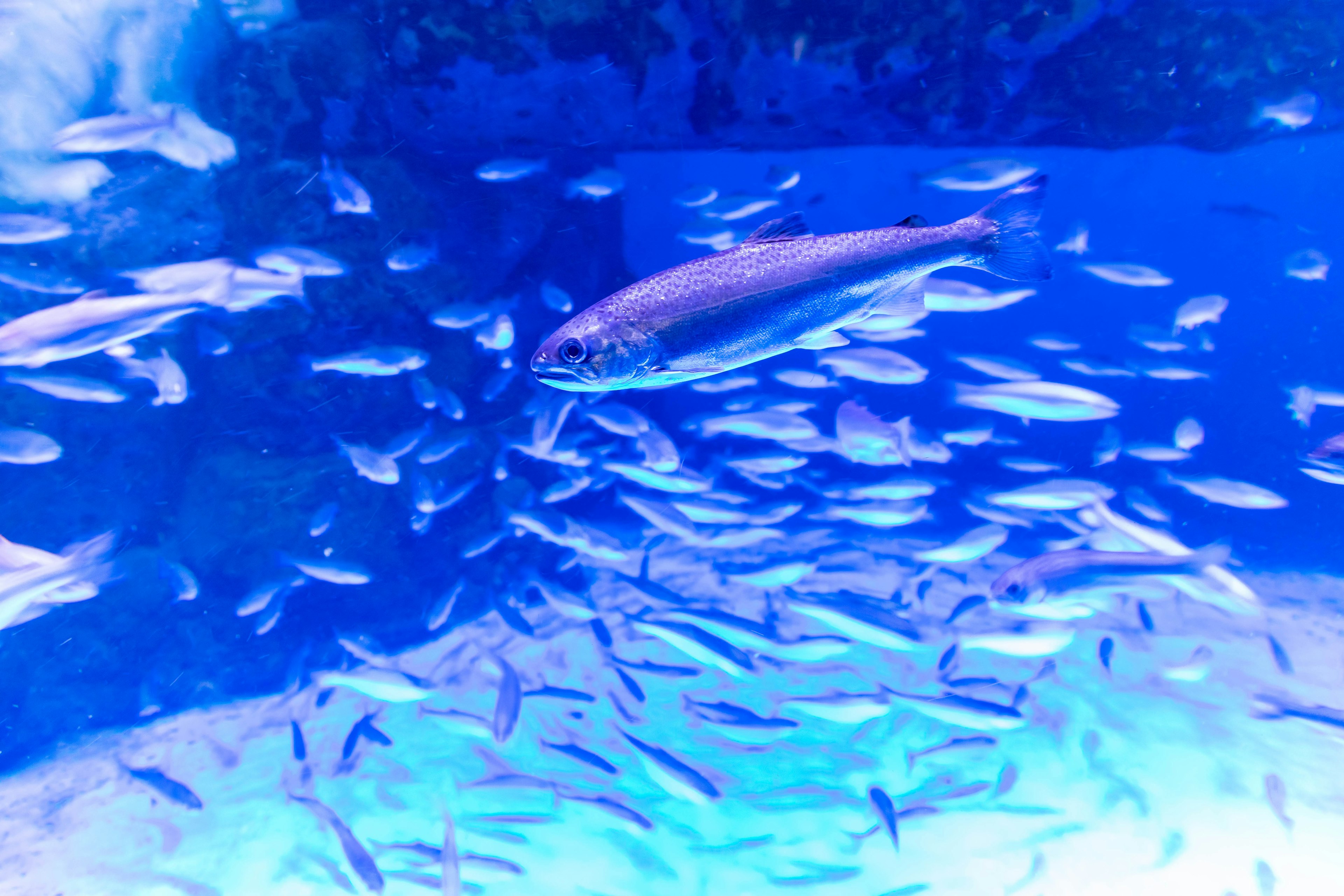 A school of fish swimming in blue water with a larger fish