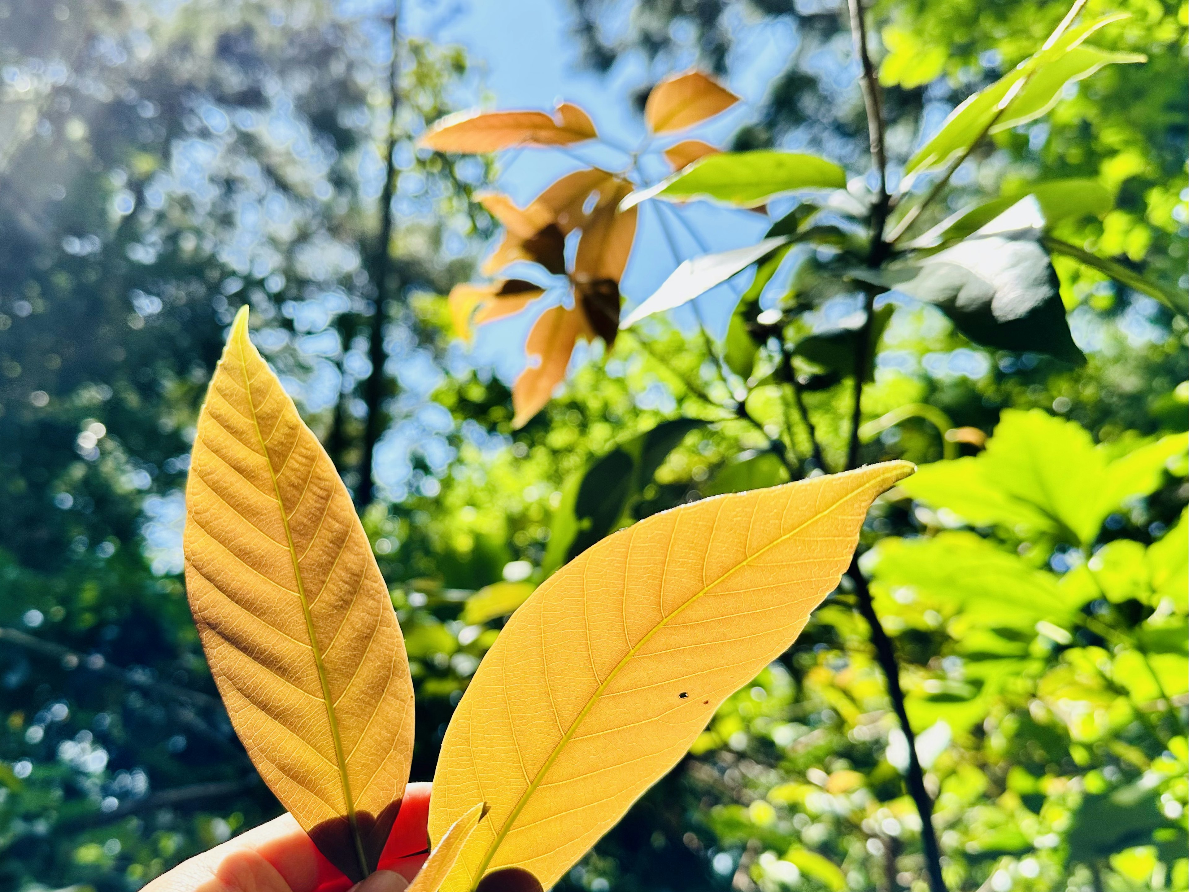 Hand holding yellow leaves with green foliage in the background