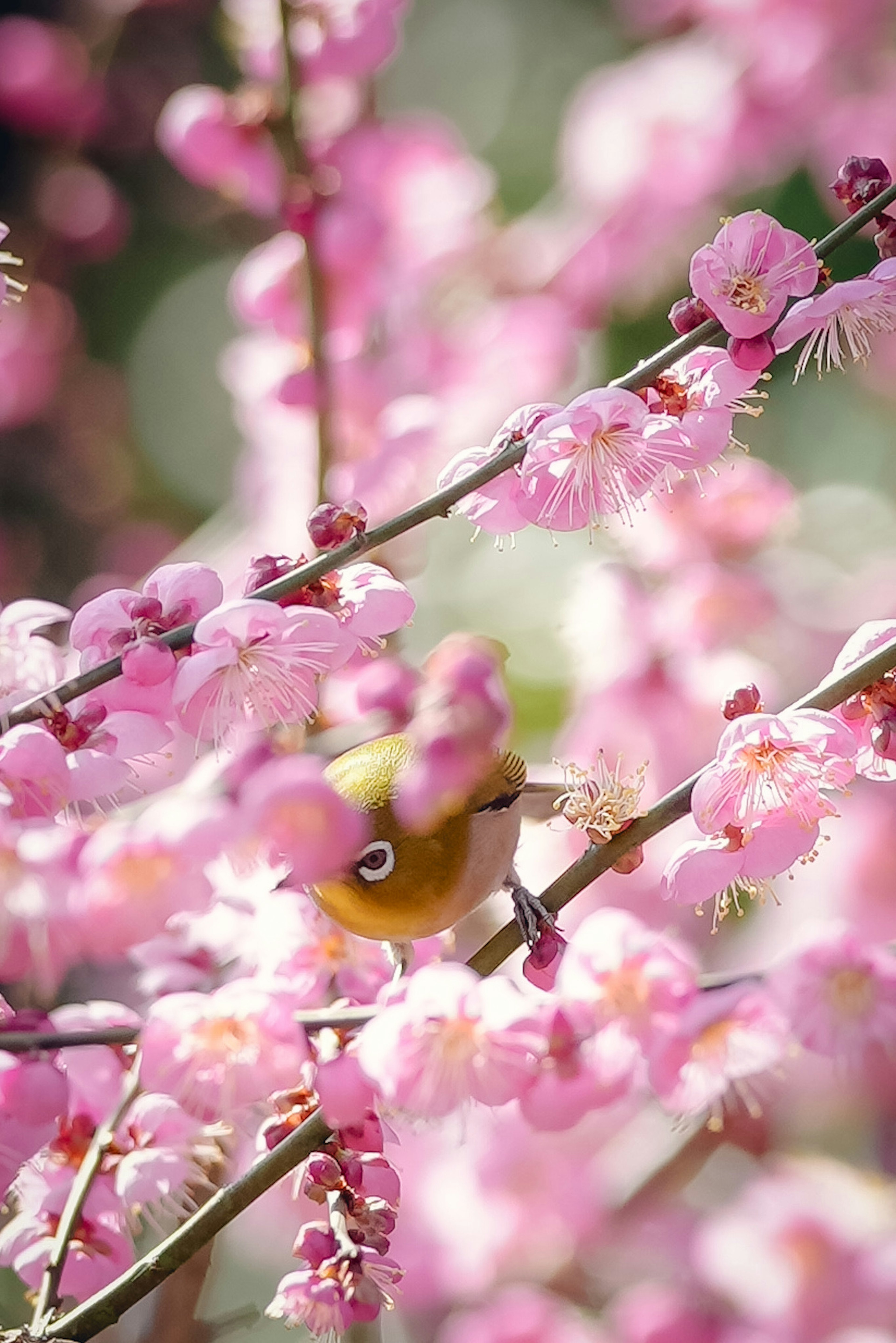 Ein kleiner Vogel zwischen blühenden rosa Kirschblüten im Frühling