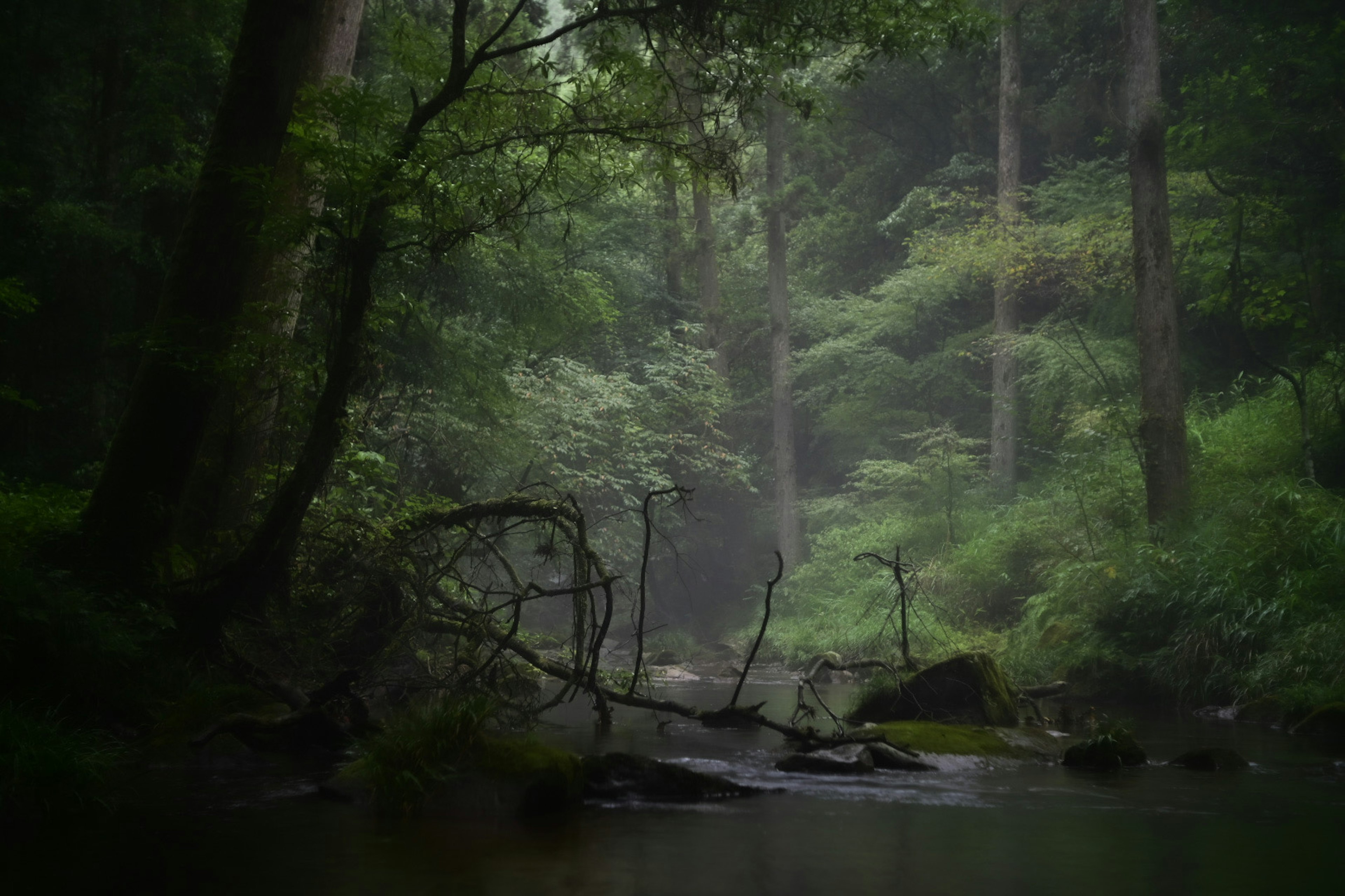 Paesaggio forestale nebbioso con alberi verdi e un ruscello tranquillo