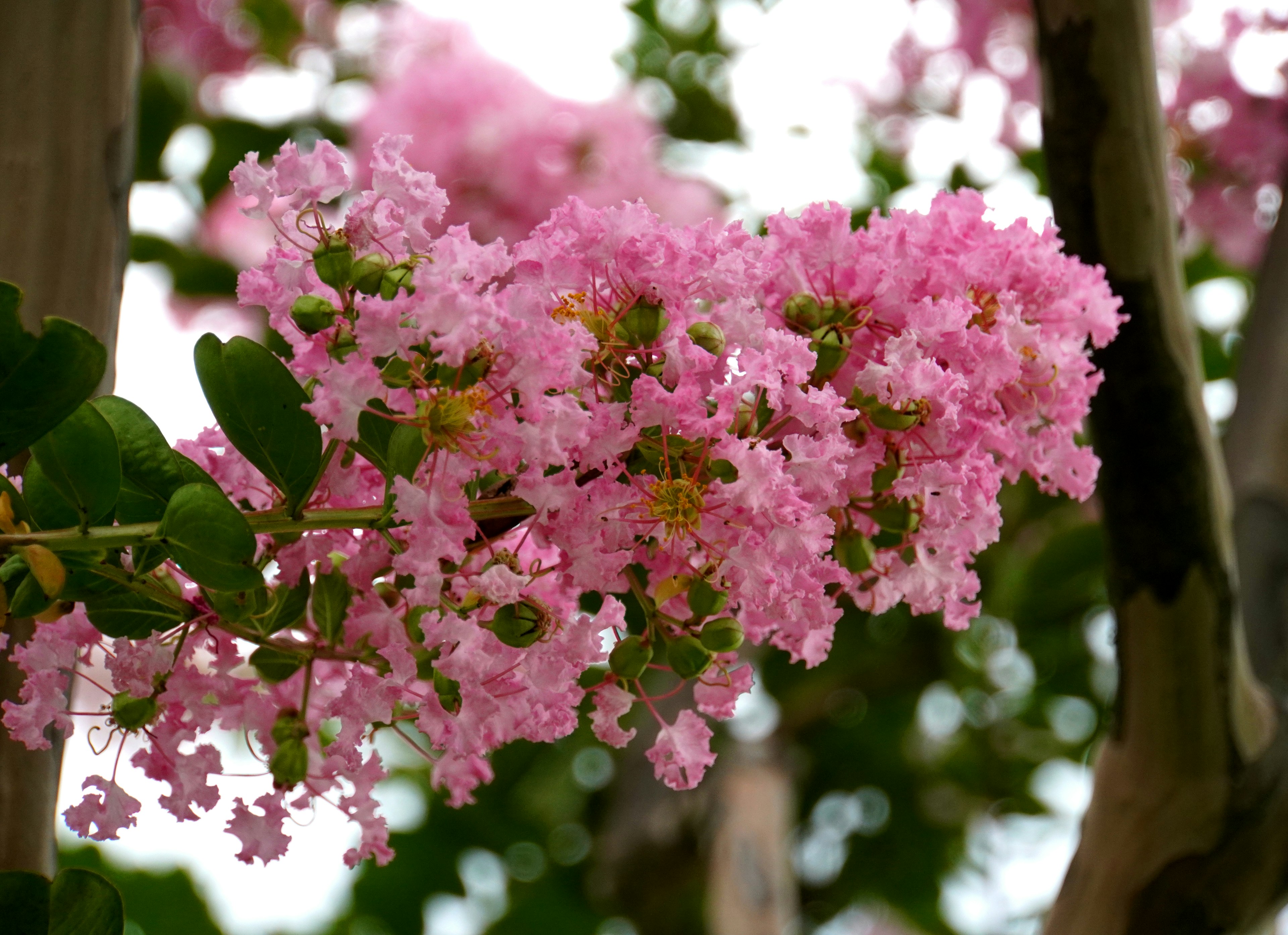 Bunga pink cerah mekar di cabang pohon