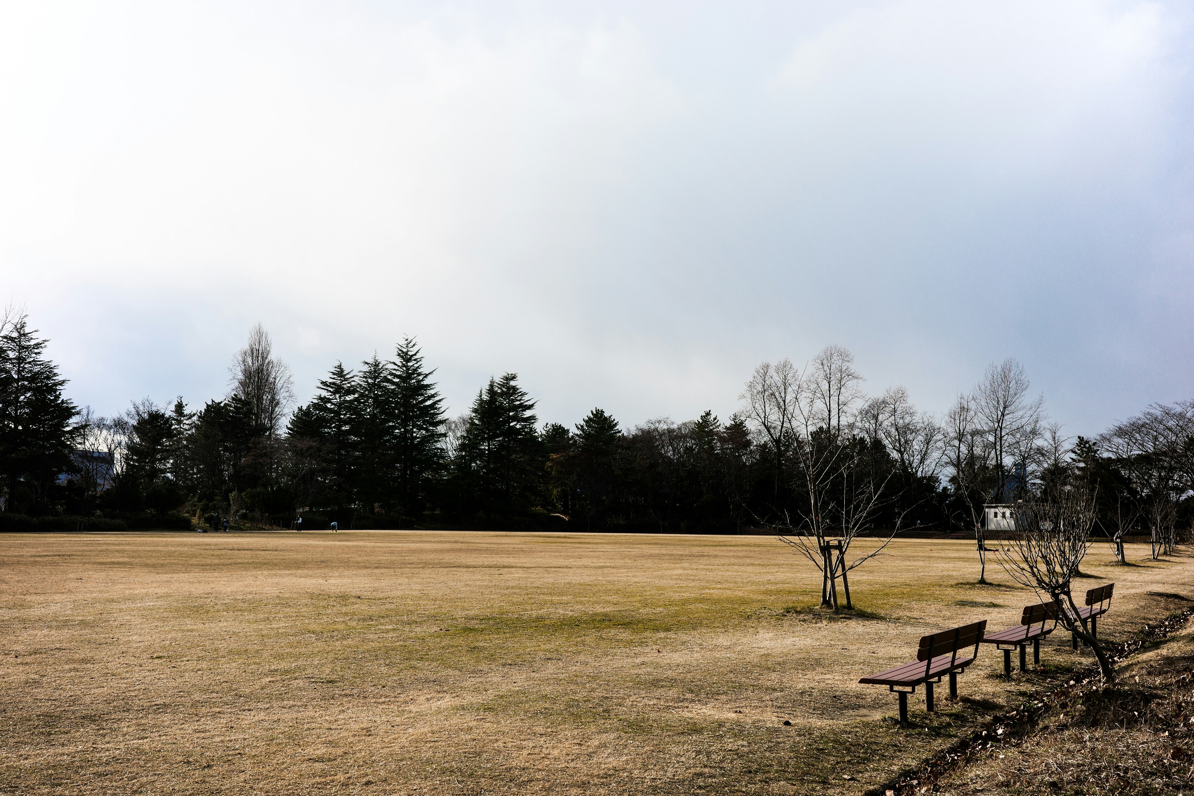 Wide park landscape with benches