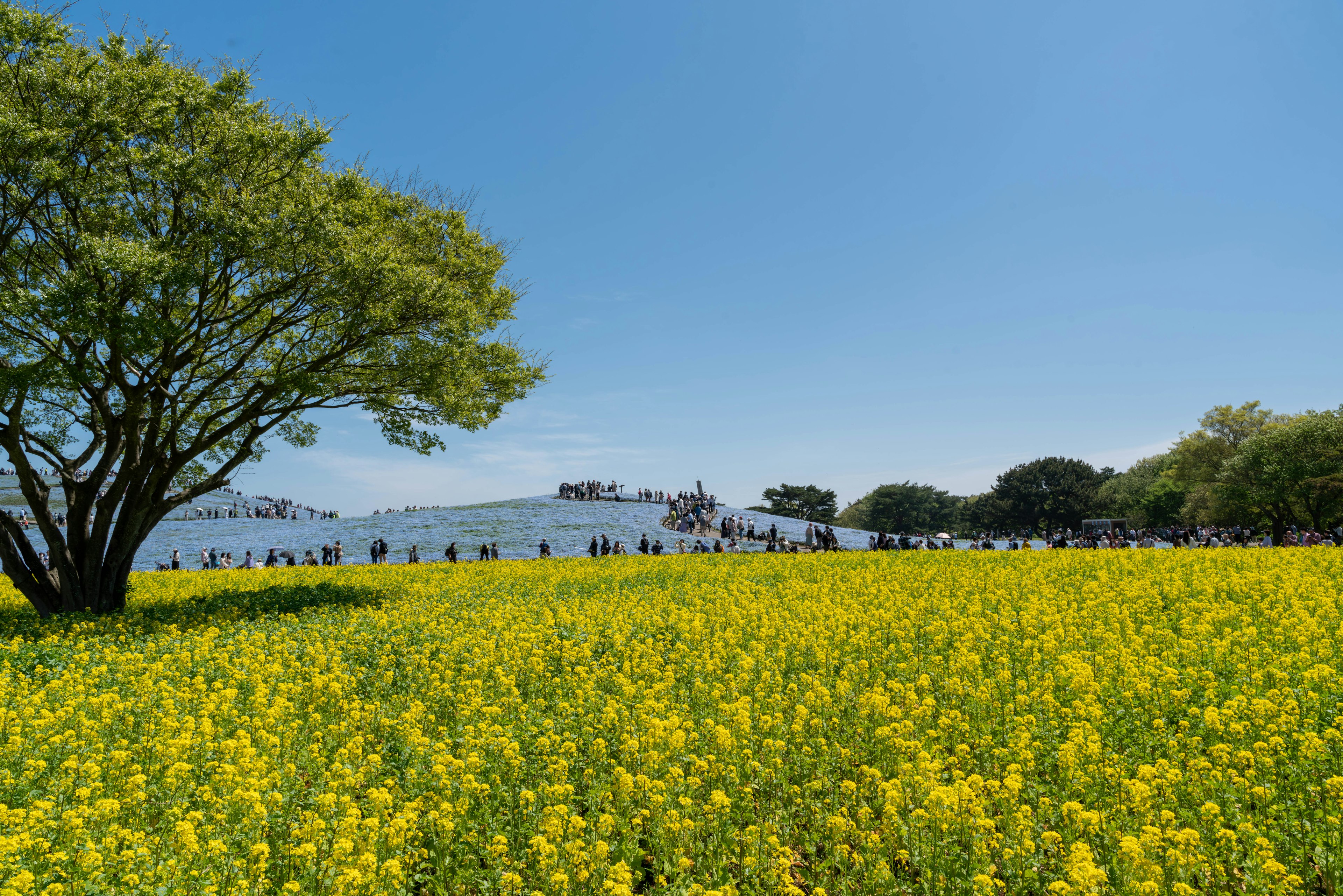 Campo di colza giallo sotto un cielo blu chiaro con un grande albero