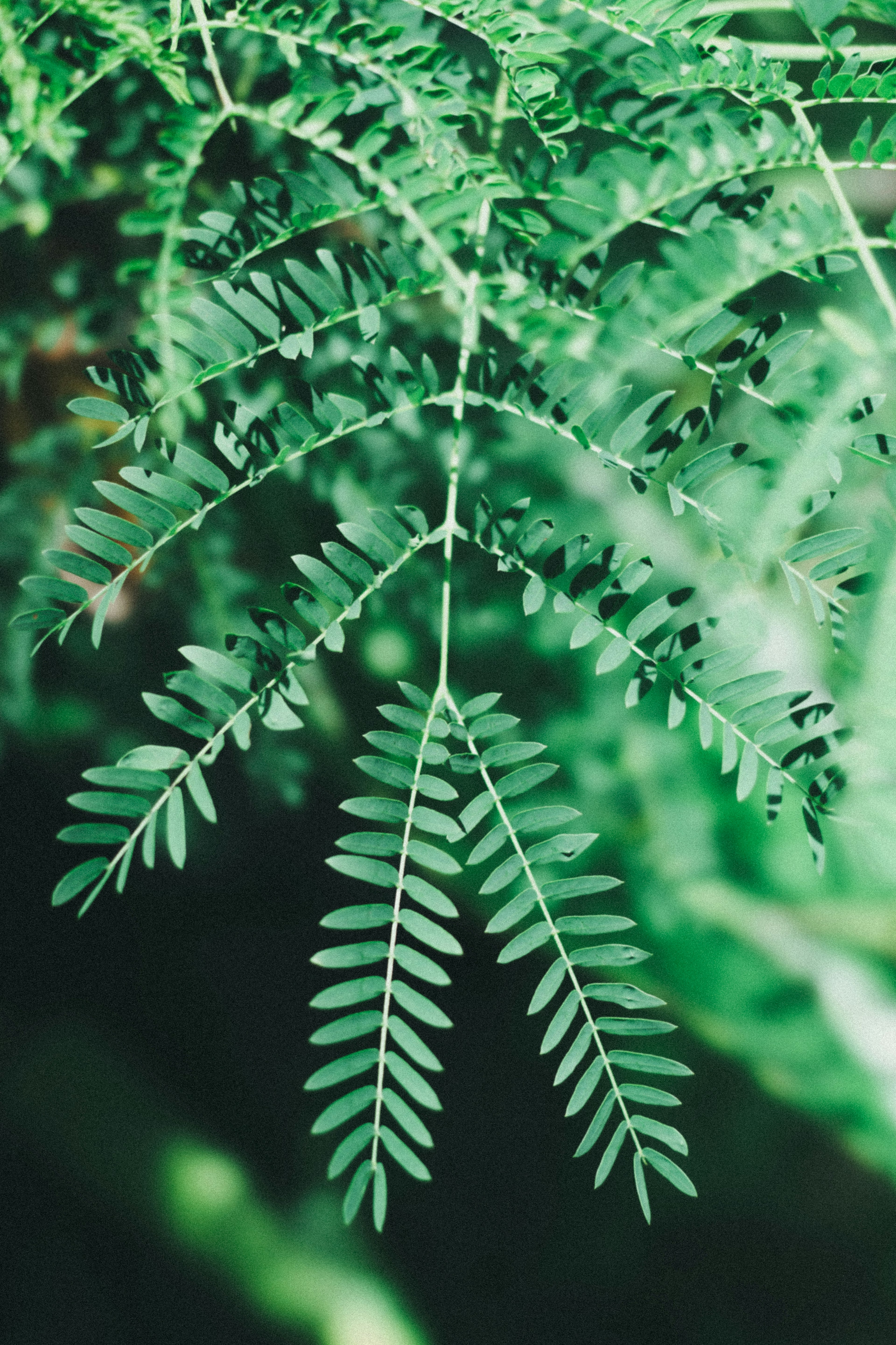 Close-up daun hijau dengan urat daun yang mencolok