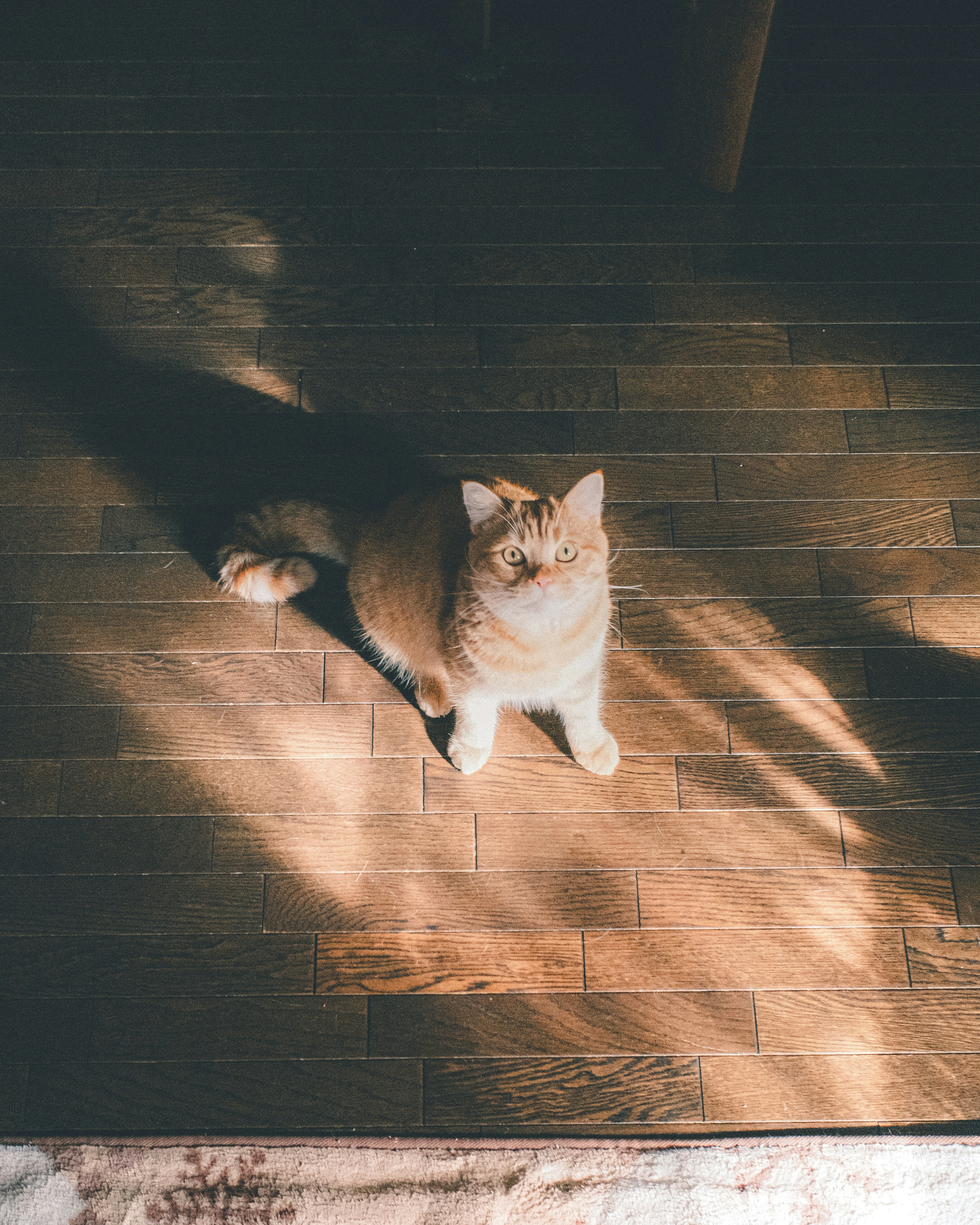 Eine orangefarbene Katze sitzt auf einem Holzboden mit Schatten und Sonnenlicht