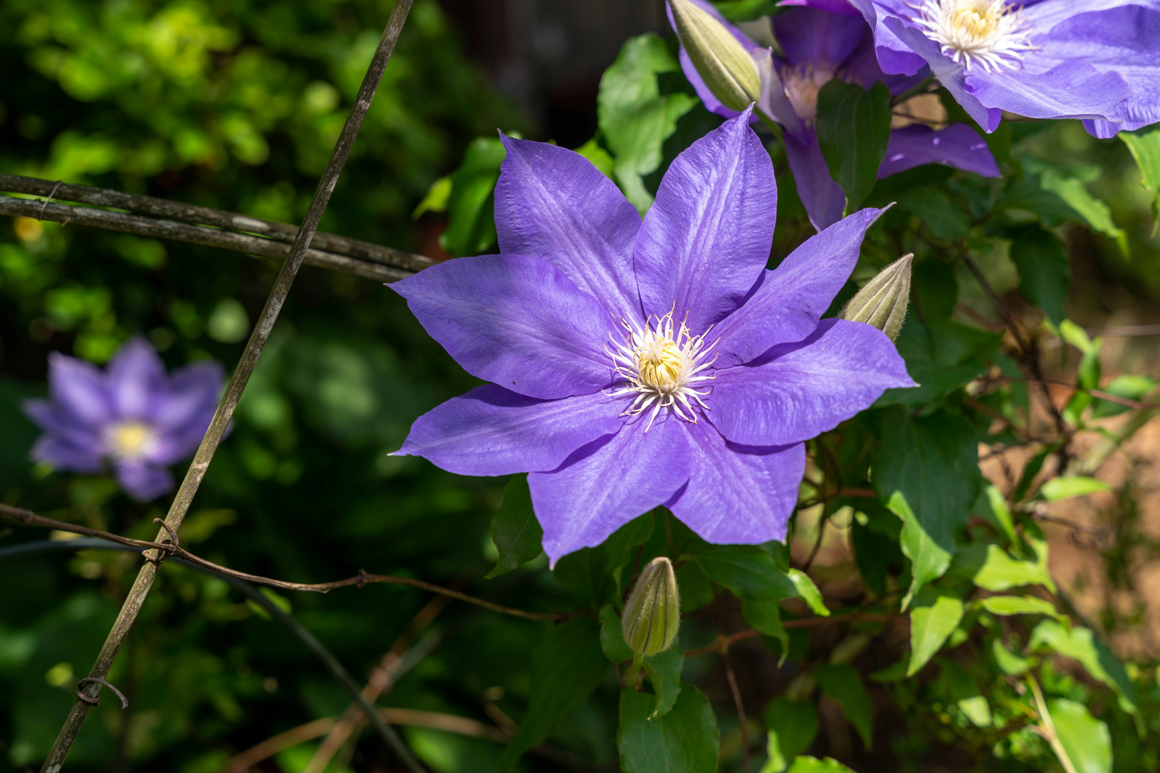 Bunga clematis ungu cerah dengan daun hijau