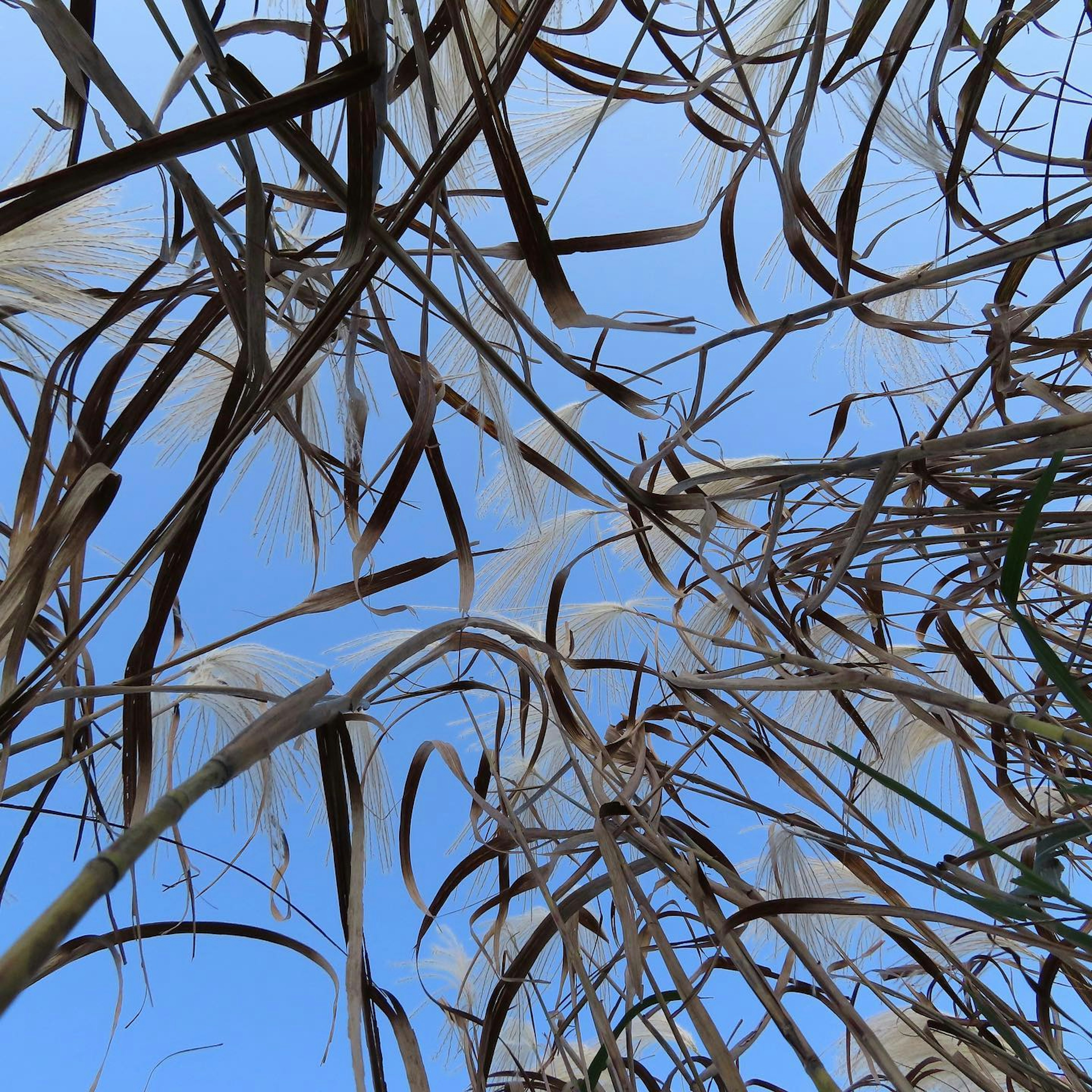 Dried grass stalks against a blue sky