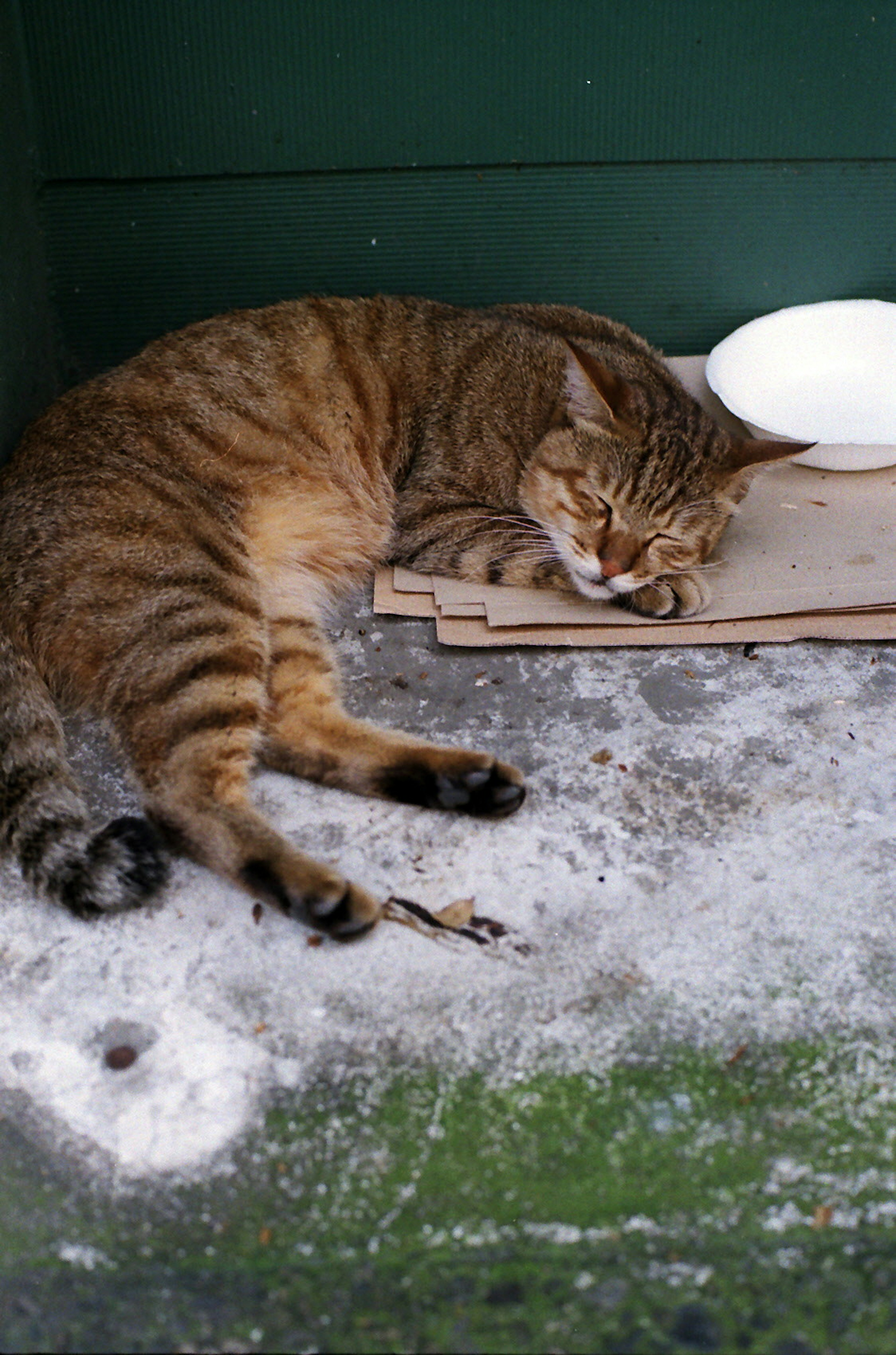 Kucing belang coklat tidur di atas kotak kardus tipis dengan mangkuk putih di dekatnya