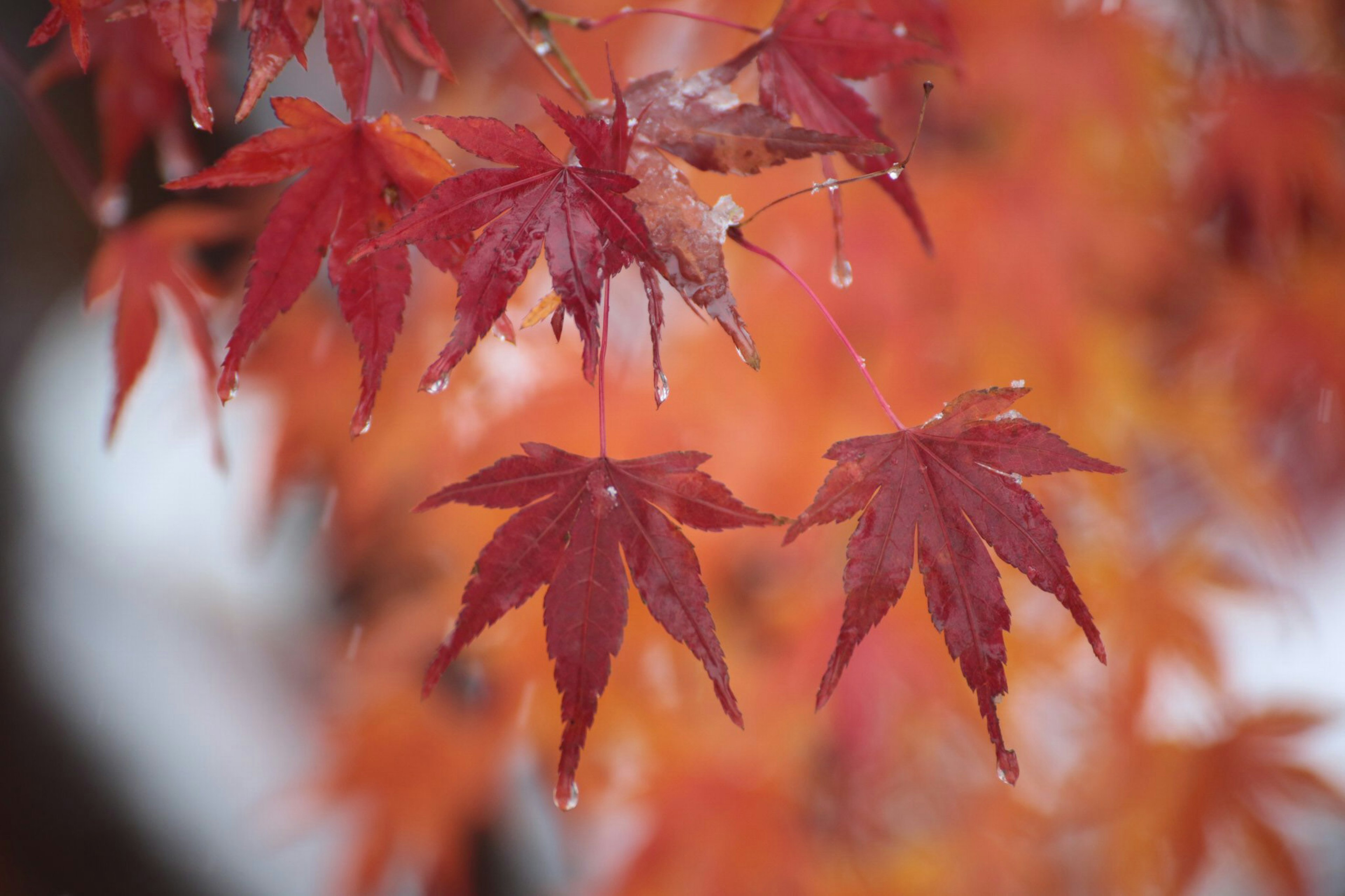 Maple leaves in vibrant red with droplets of water