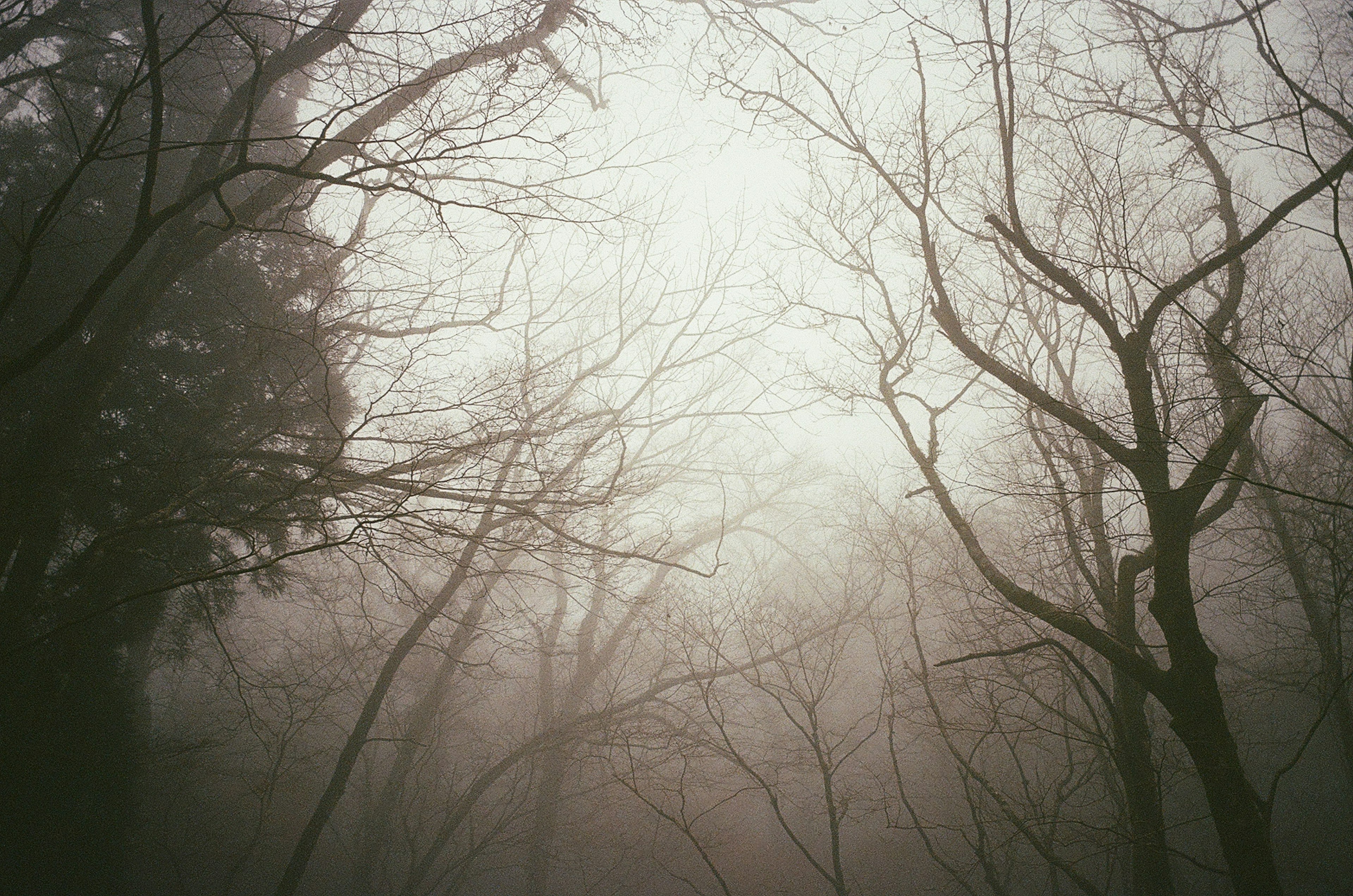 Misty forest with bare tree branches