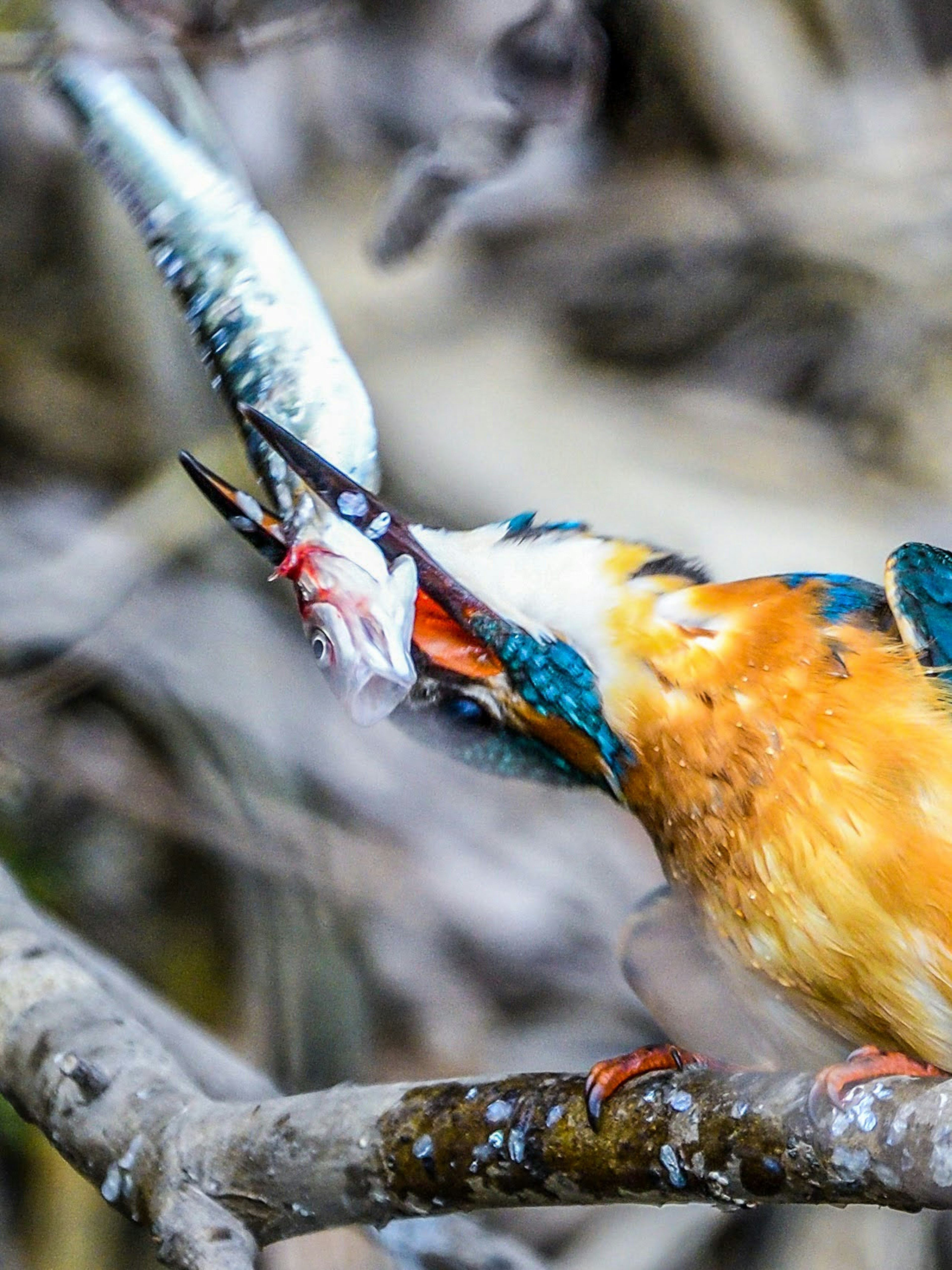 水辺の枝にとまるカワセミが魚を捕まえている様子