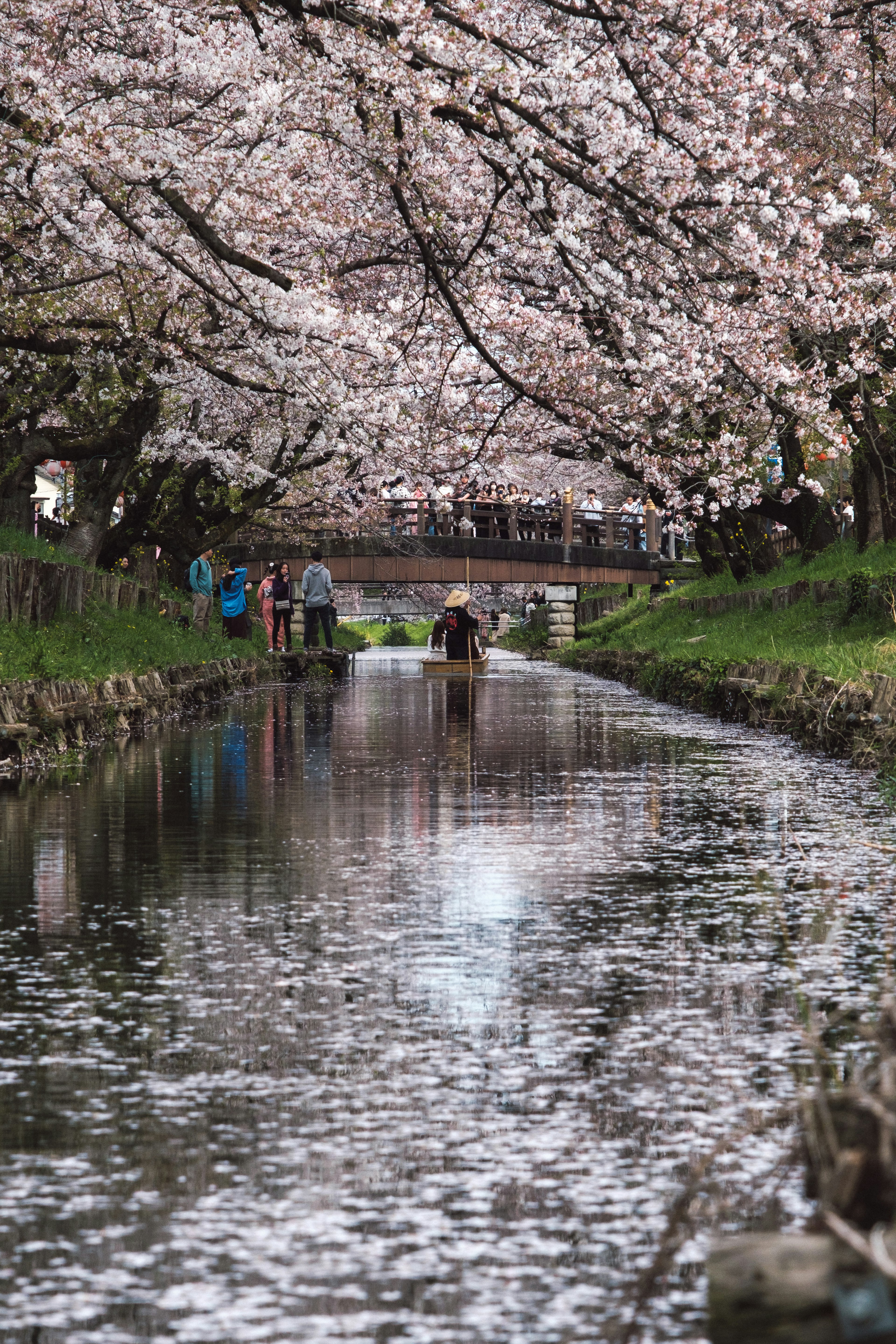 Malersiche Aussicht auf einen Fluss gesäumt von Kirschblütenbäumen Menschen die entlang des Weges gehen