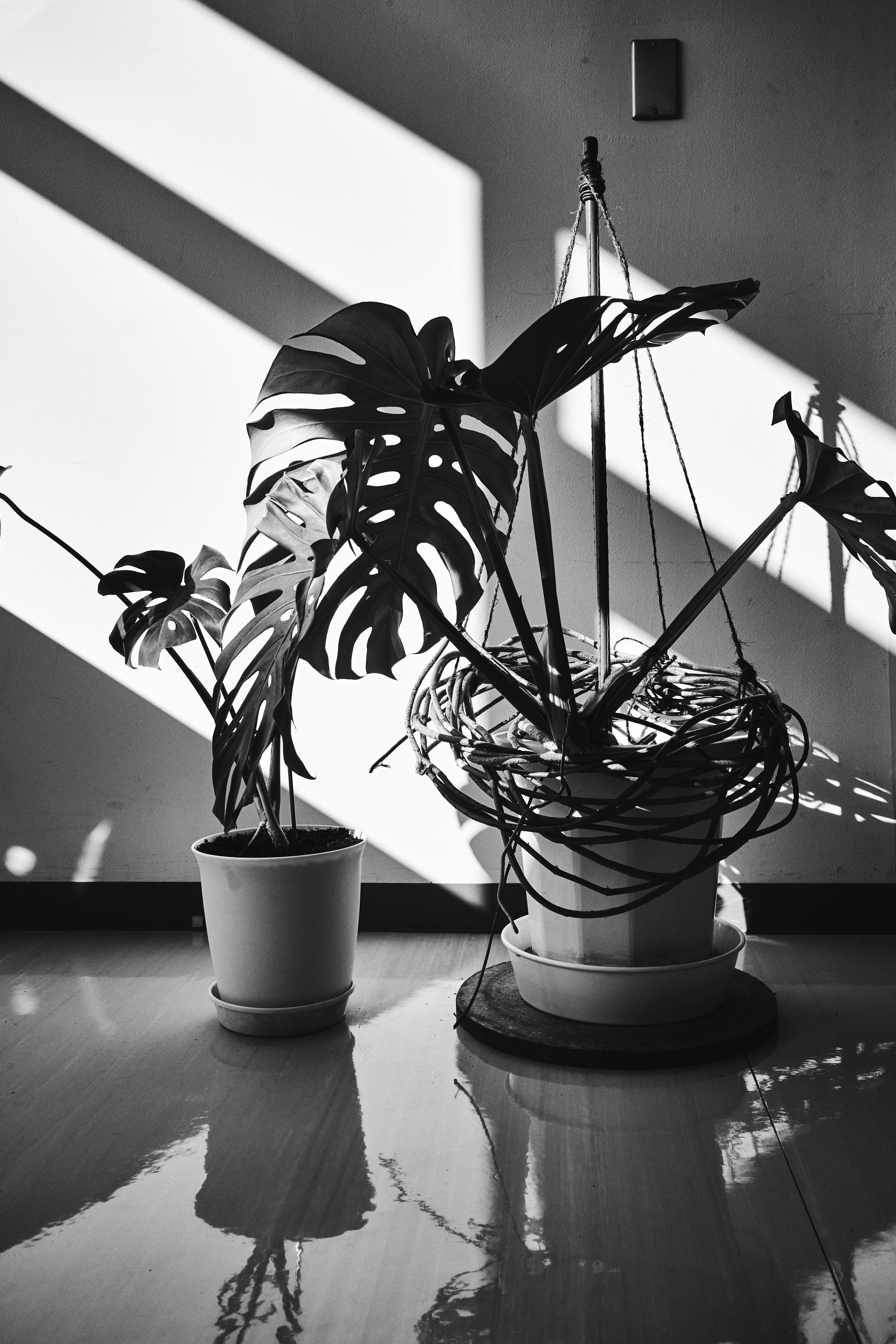 Escena interior con una planta Monstera proyectando sombras en blanco y negro