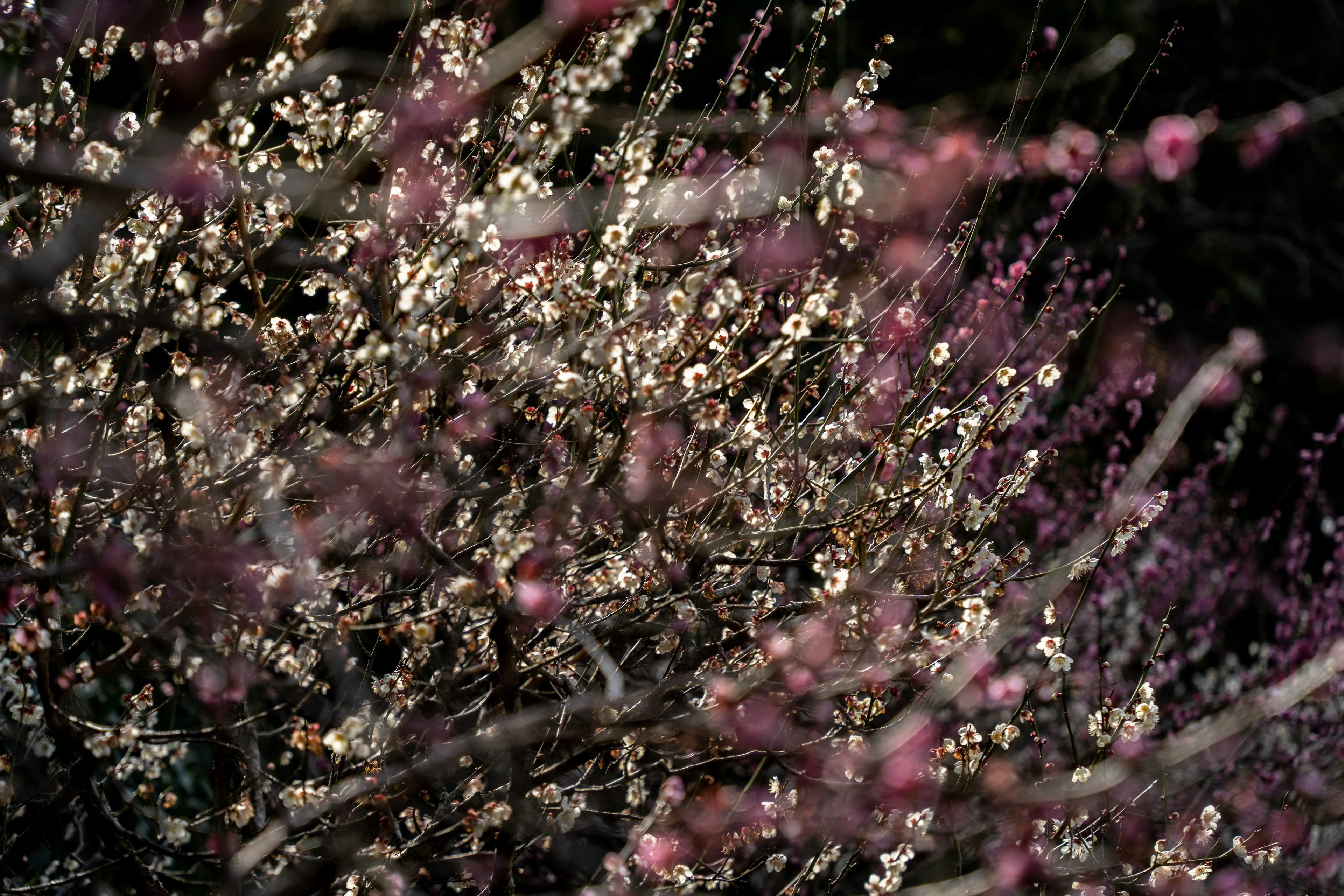 薄暗い背景に咲く花々のクローズアップ