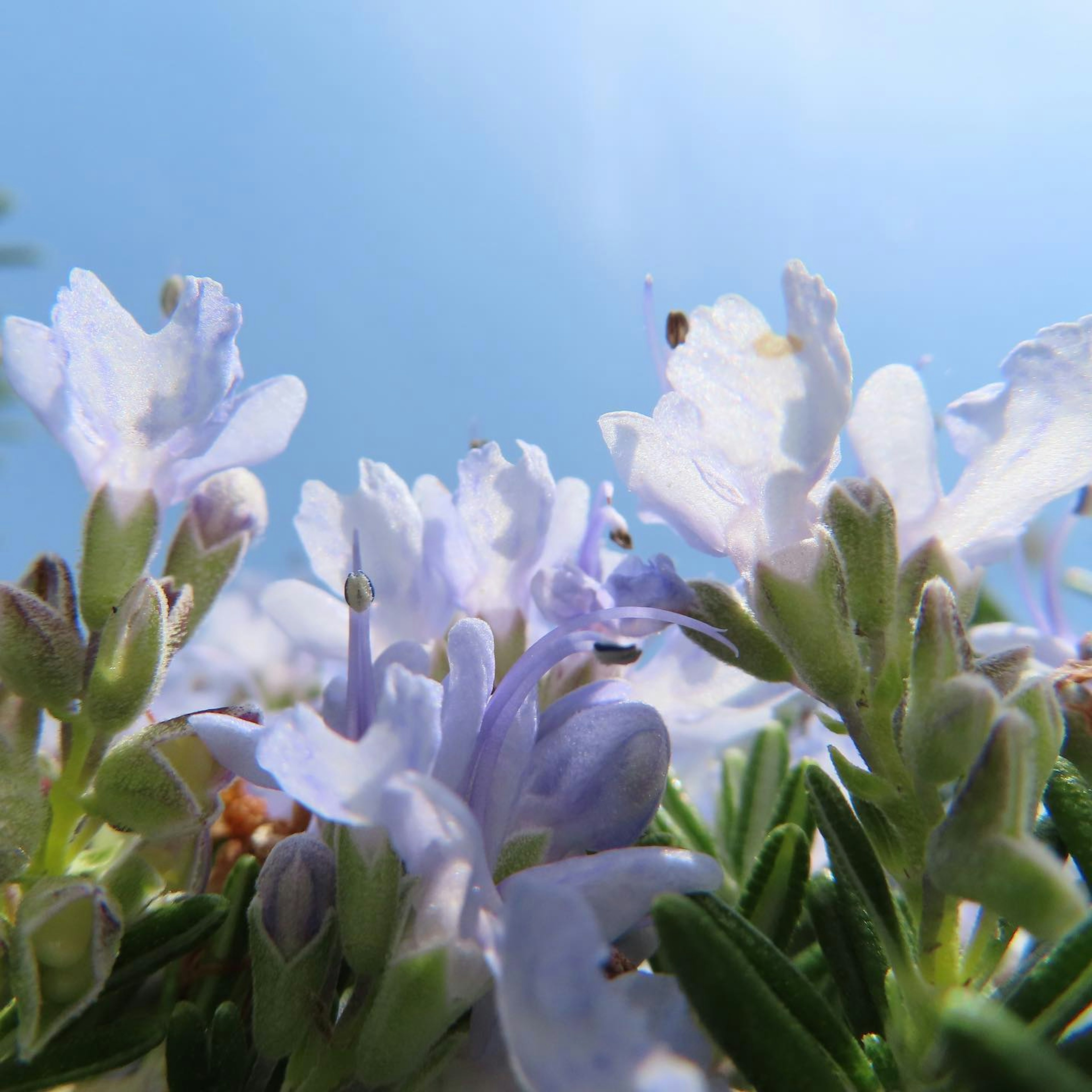 Close-up of light purple flowers under a blue sky