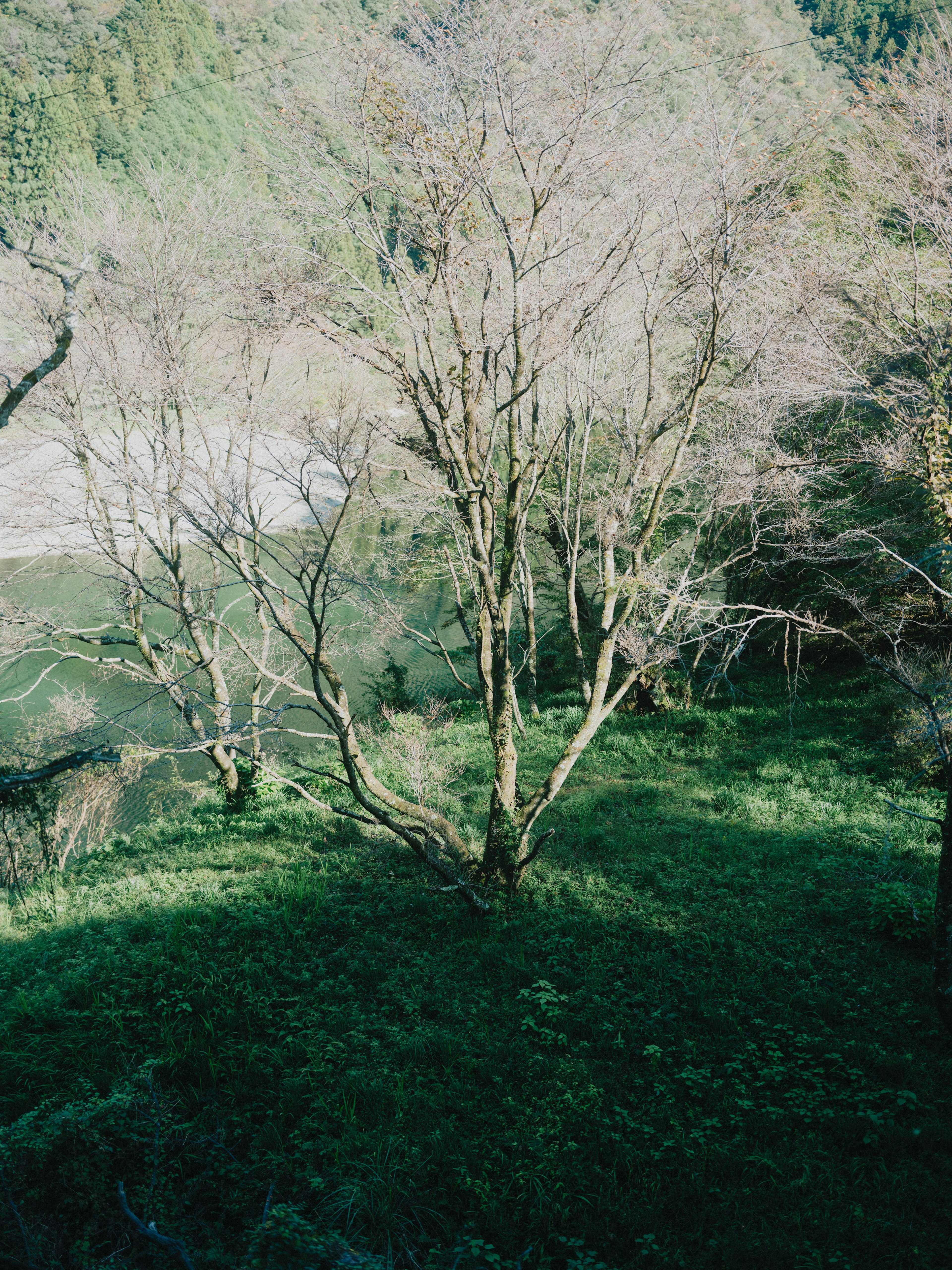 緑の草地に立つ細い木の木立と影