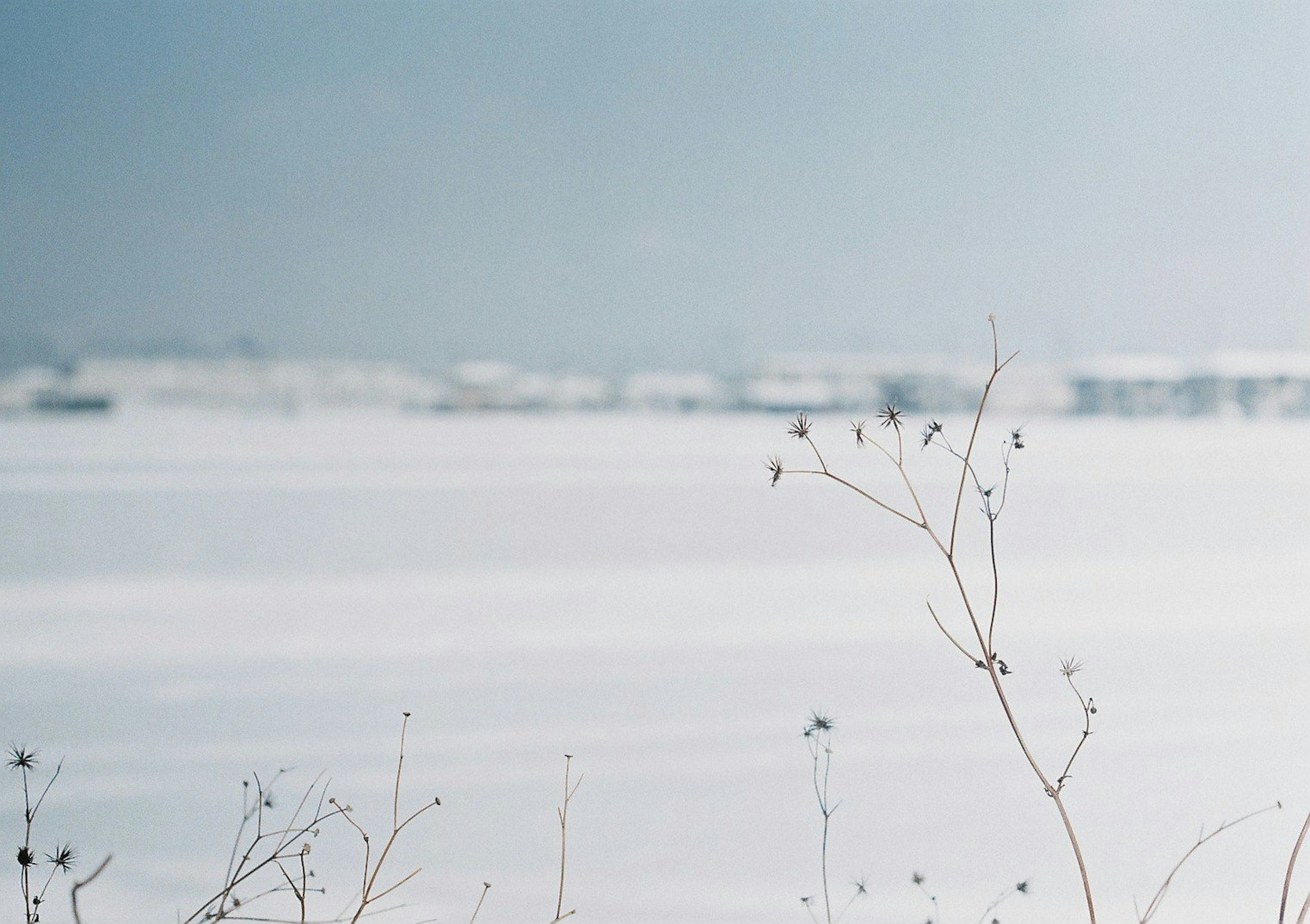 Snow-covered landscape with dried plants