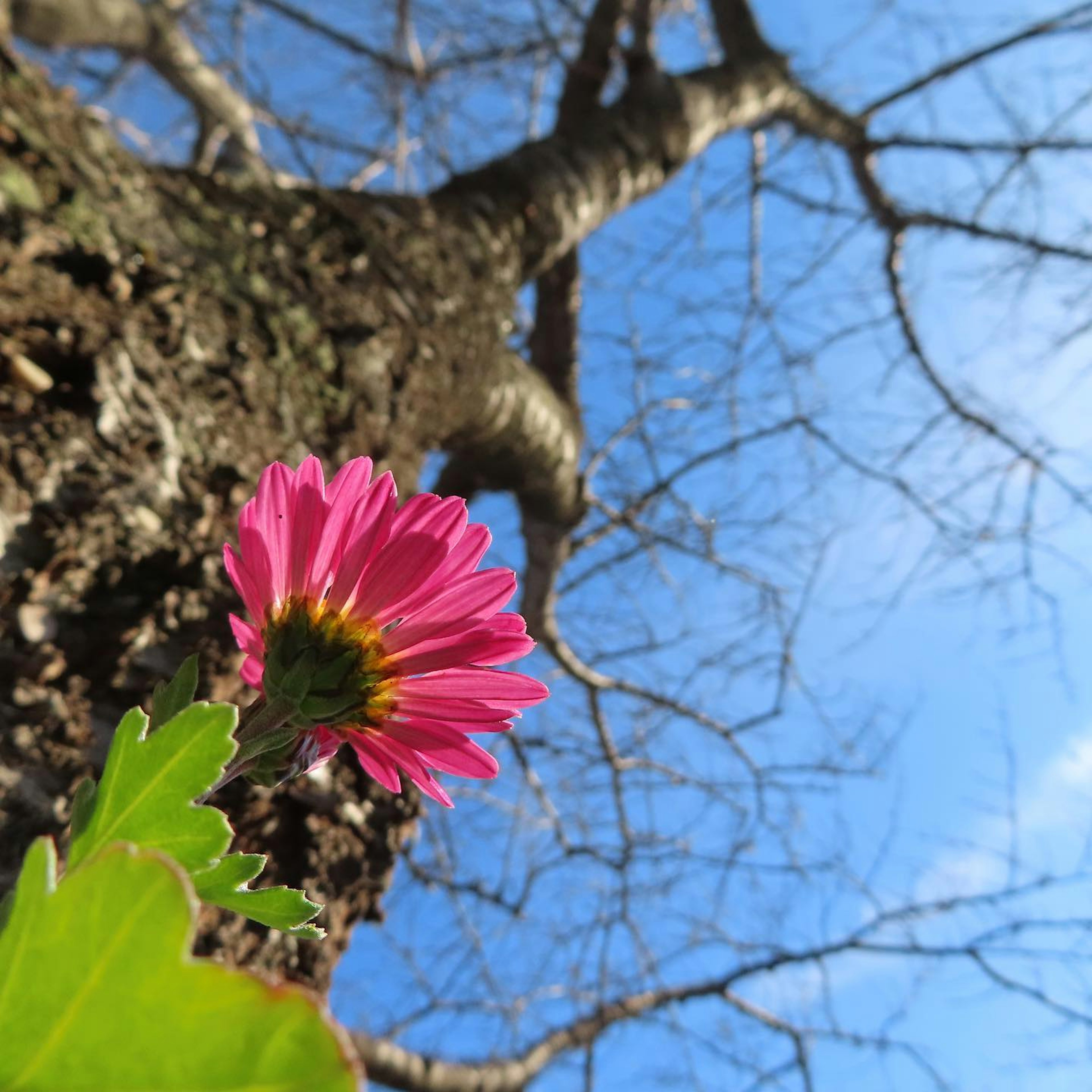 空の青と枯れ木の幹の前に咲くピンクの花