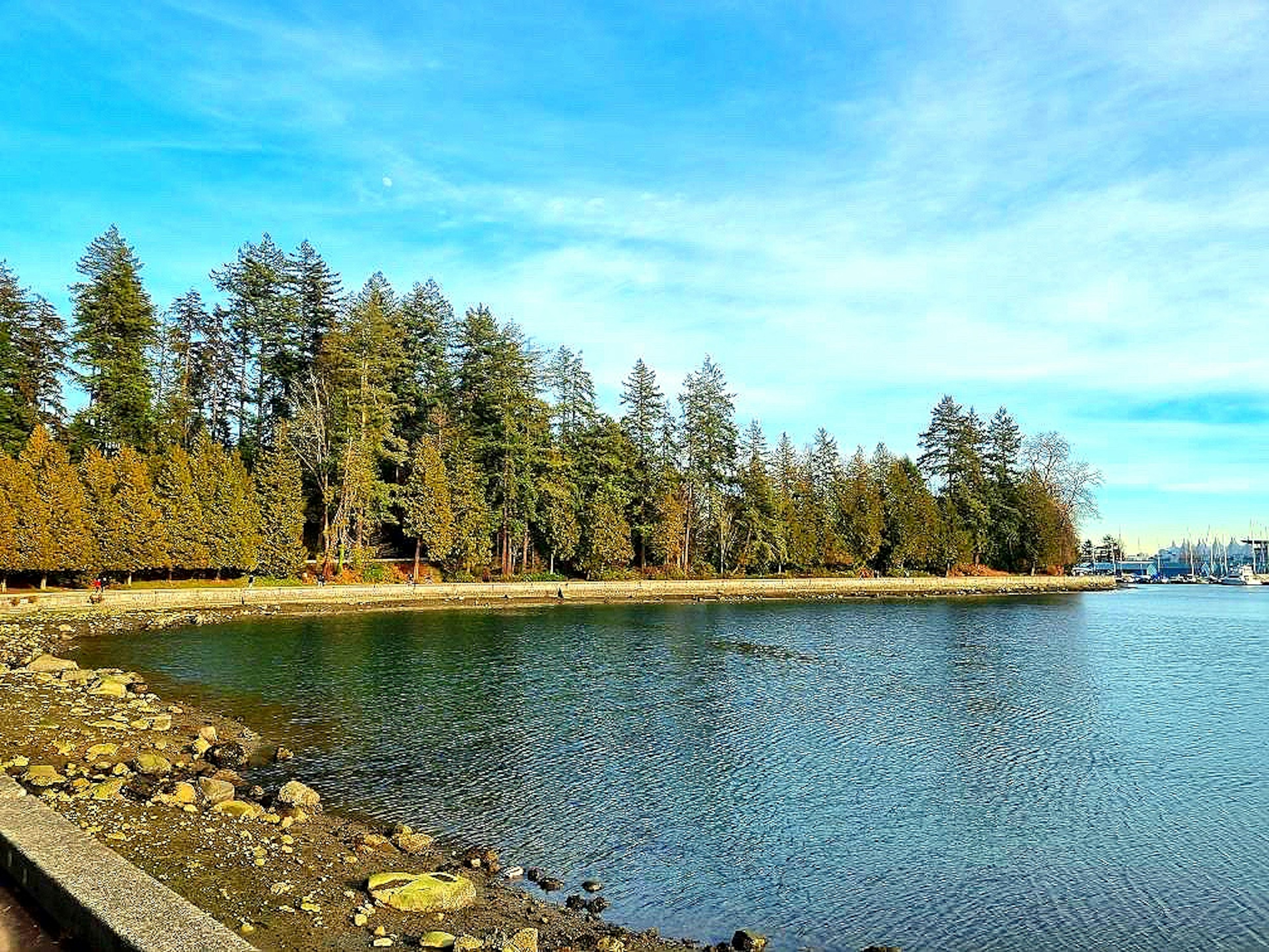 Scenic view of trees along a calm lake shore