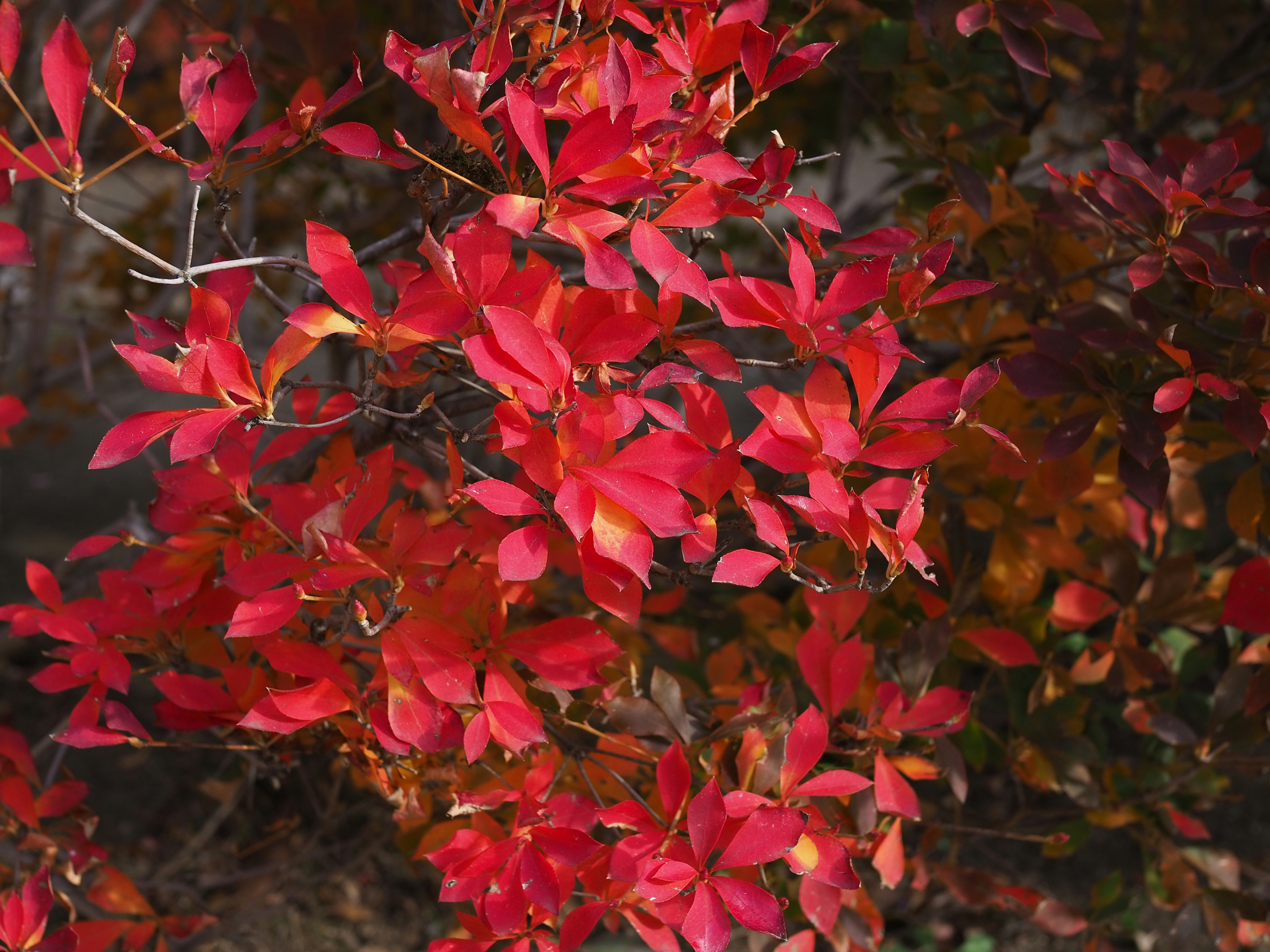 鮮やかな赤い葉が茂る木の枝