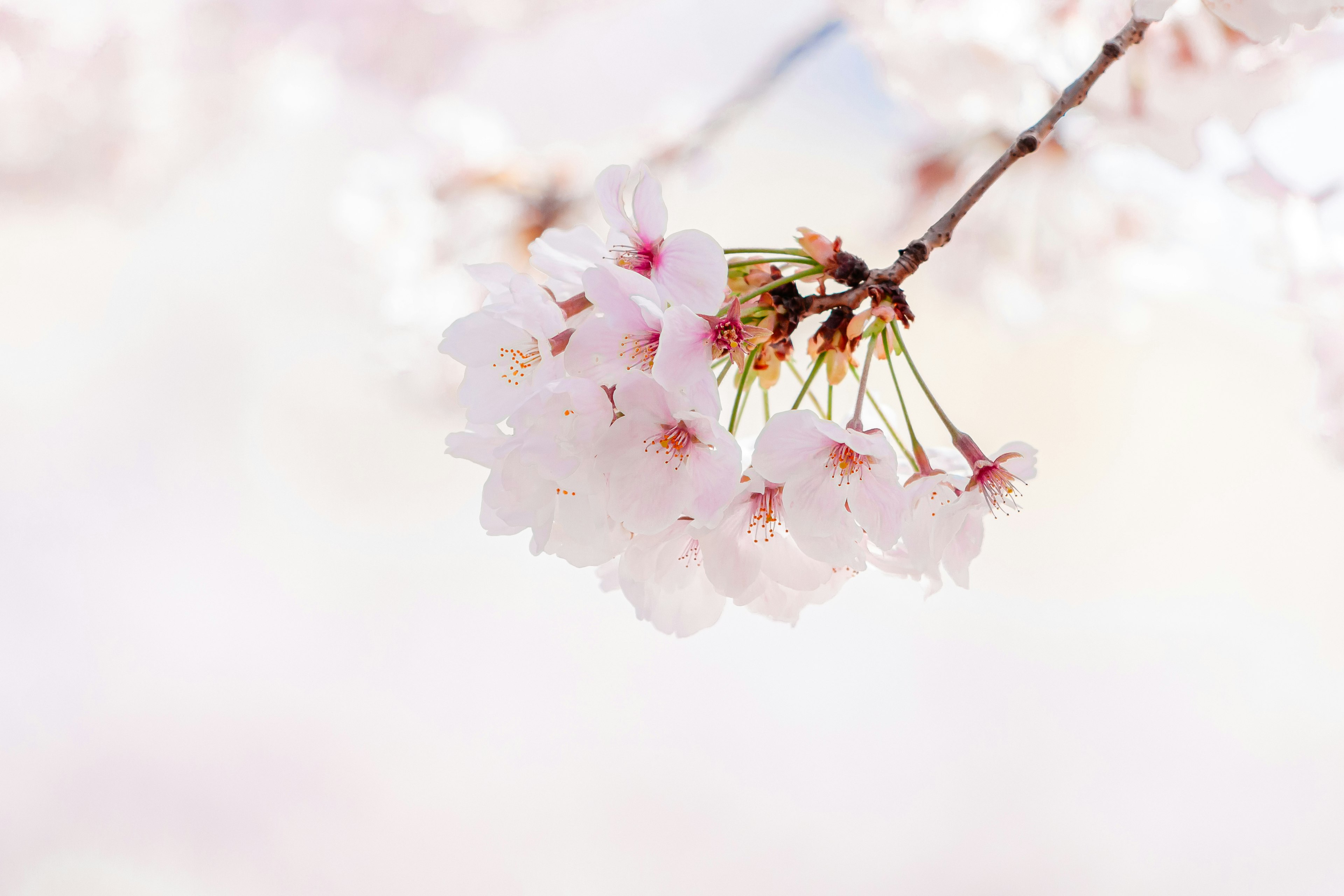 Close-up of pale cherry blossoms on a branch