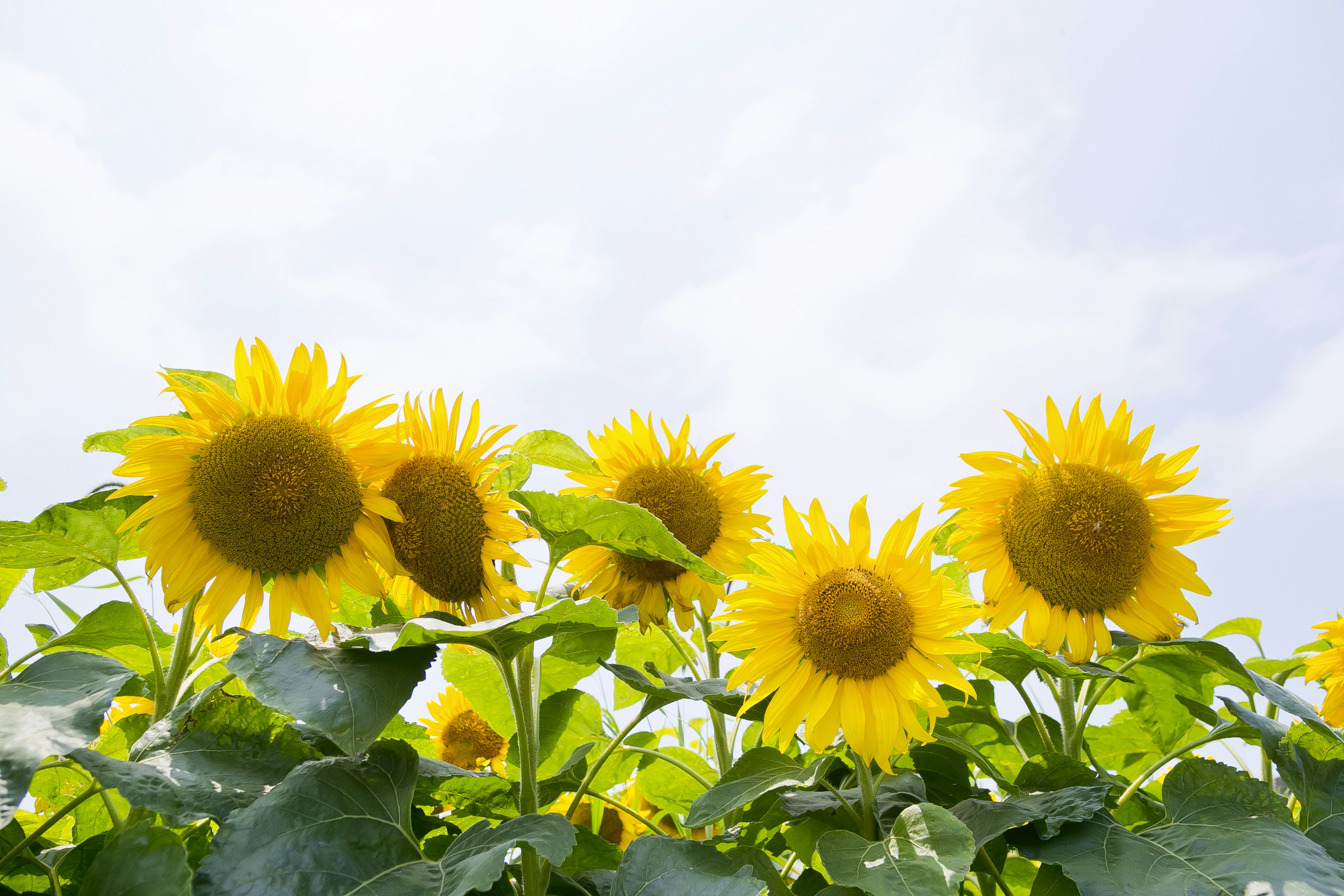 Eine Gruppe von Sonnenblumen, die unter einem blauen Himmel blühen