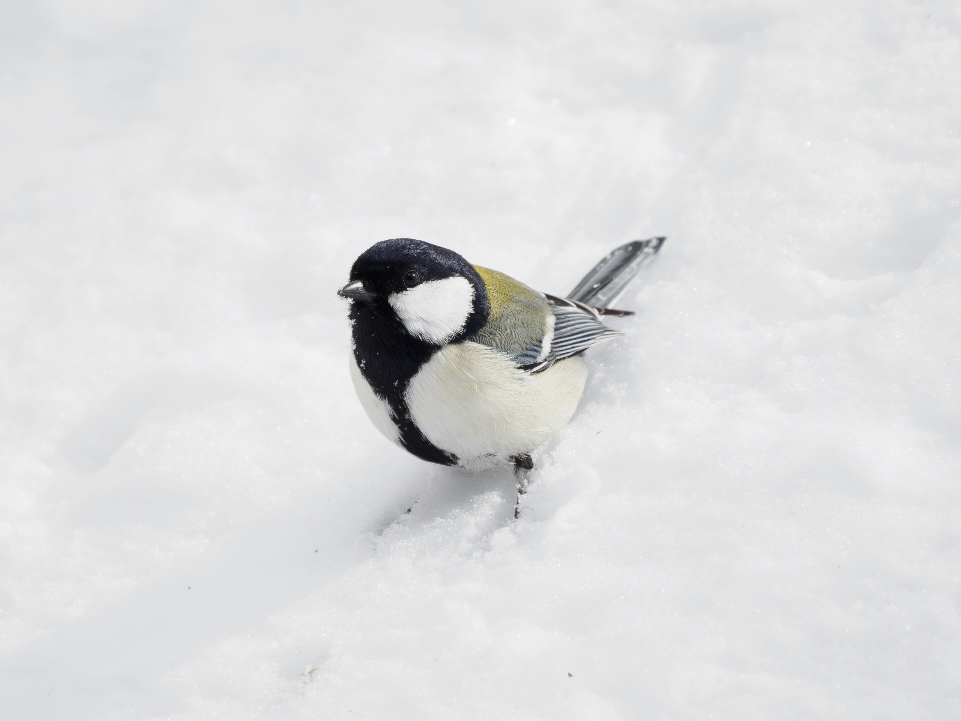 Kohlmeise steht im Schnee schwarze und weiße Federn kleiner Körper