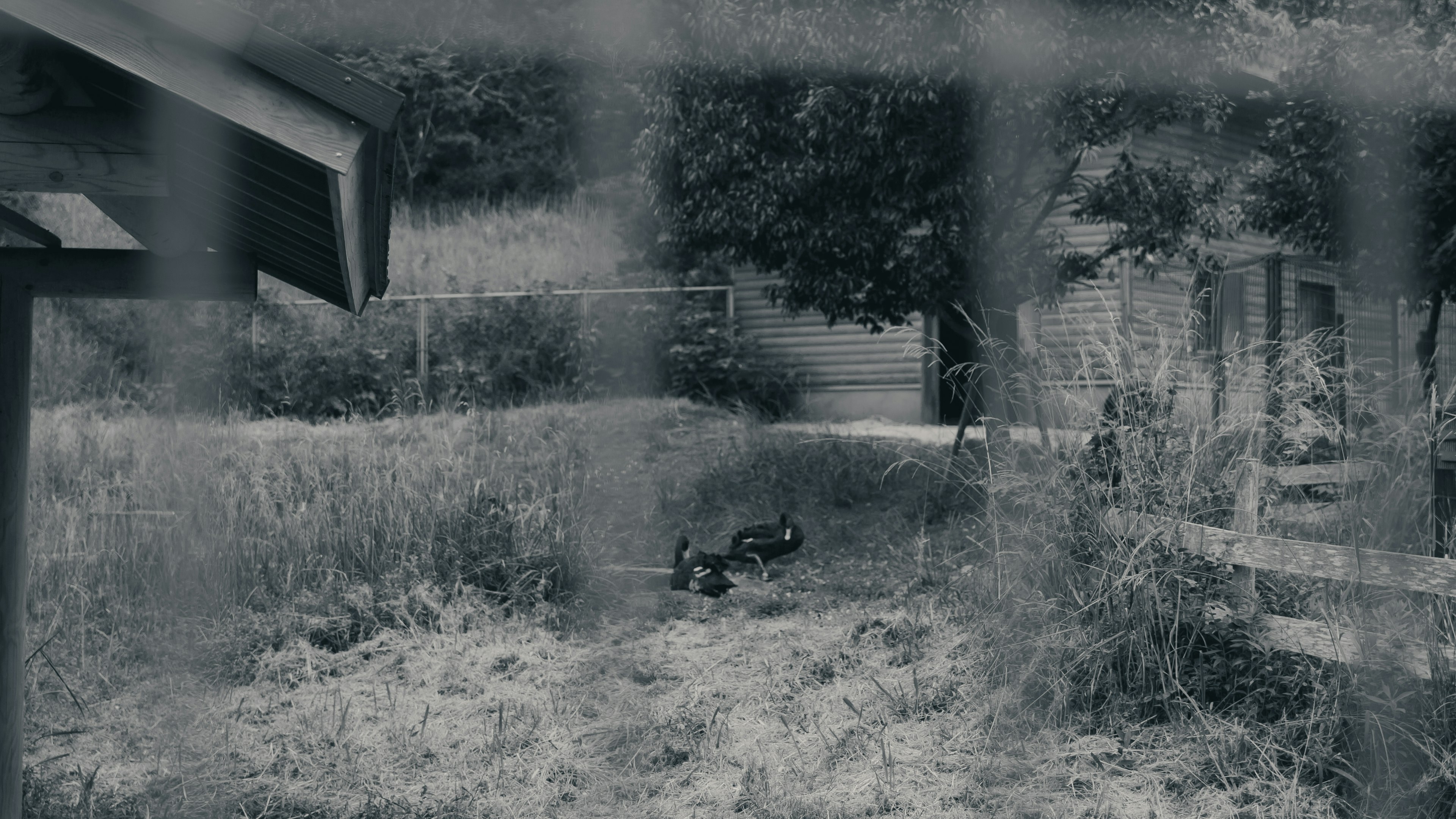 Black and white image of chickens in a yard with a shed and grass