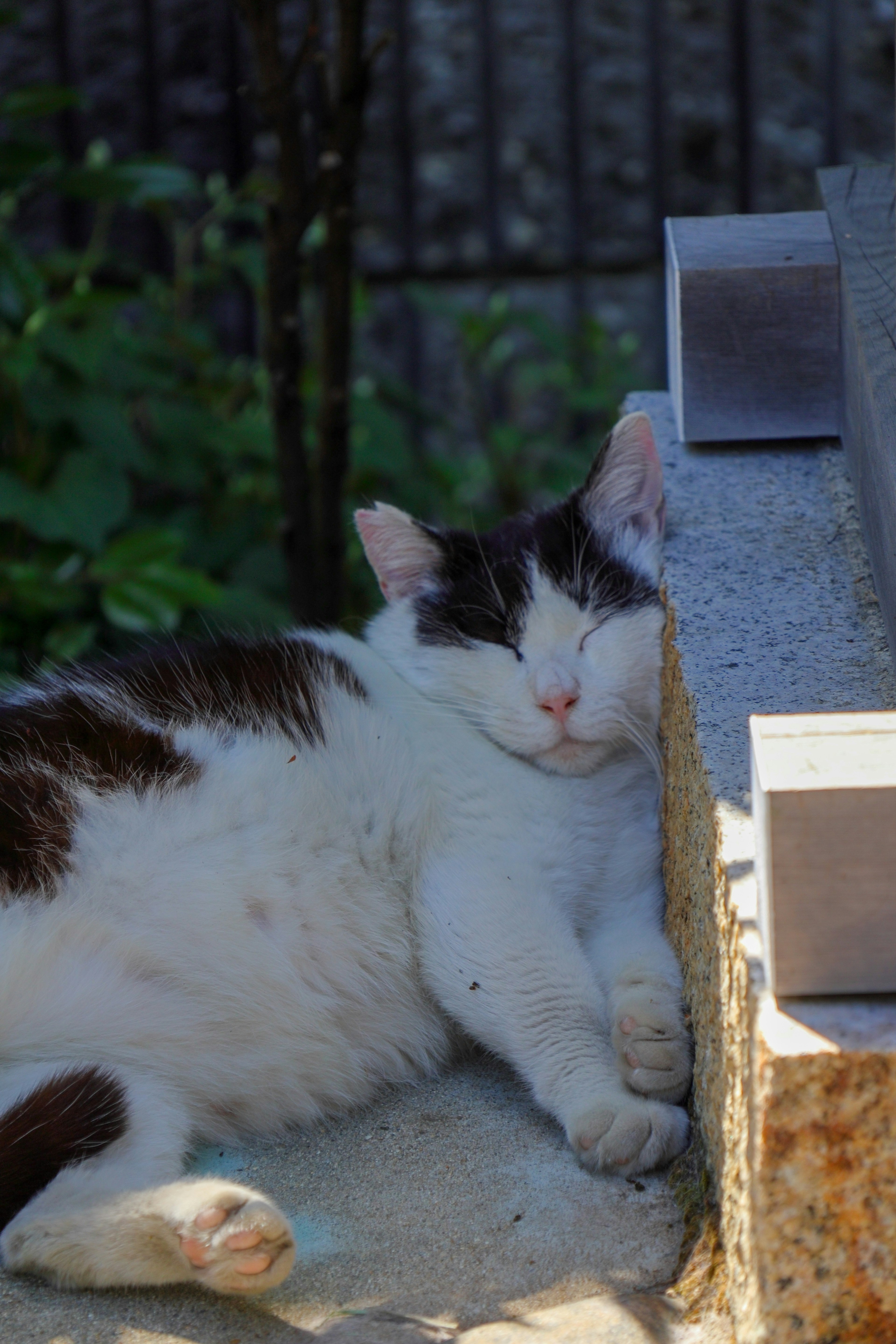 Un gato blanco y negro descansando contra una pared al sol