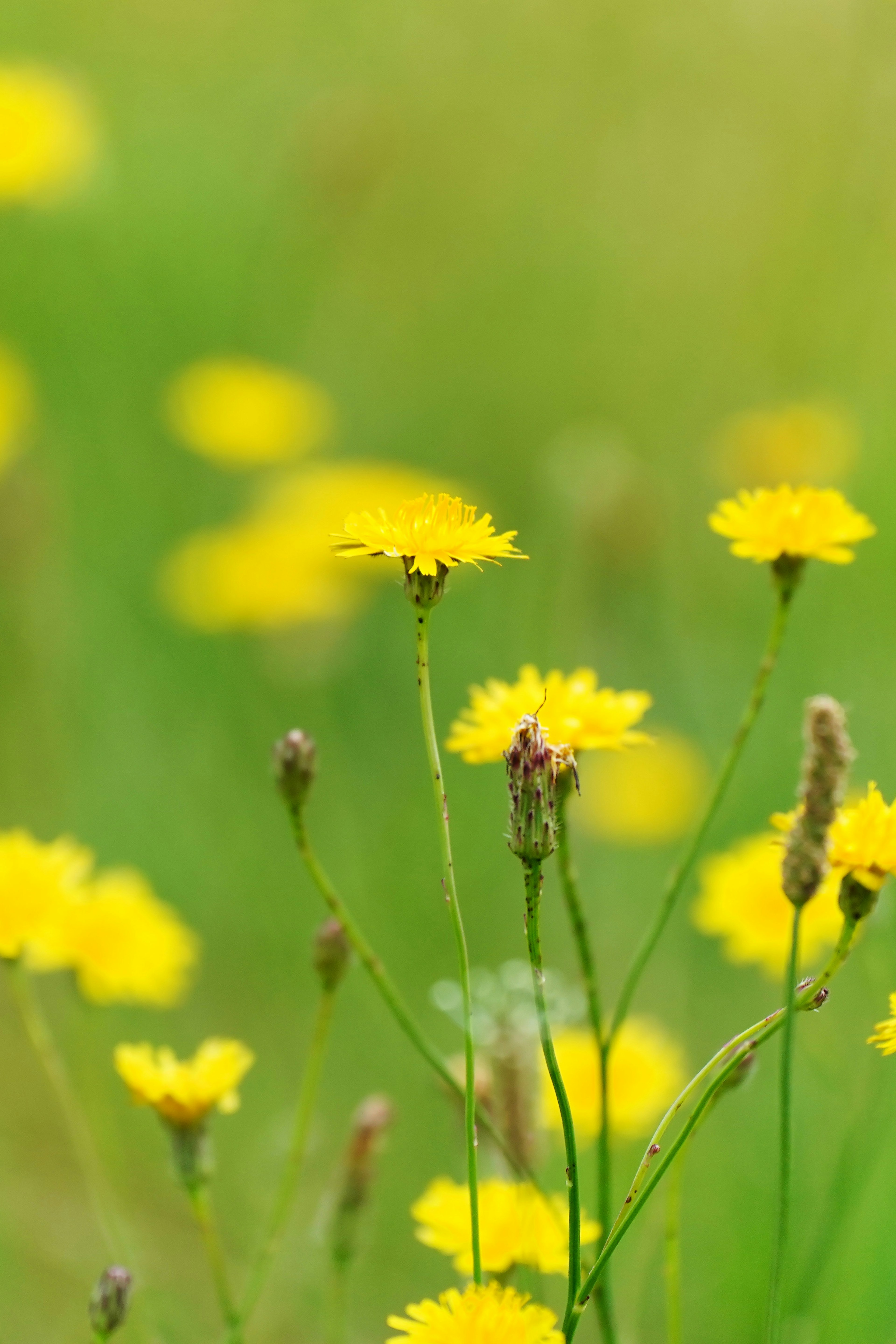 A field of yellow flowers in a green meadow