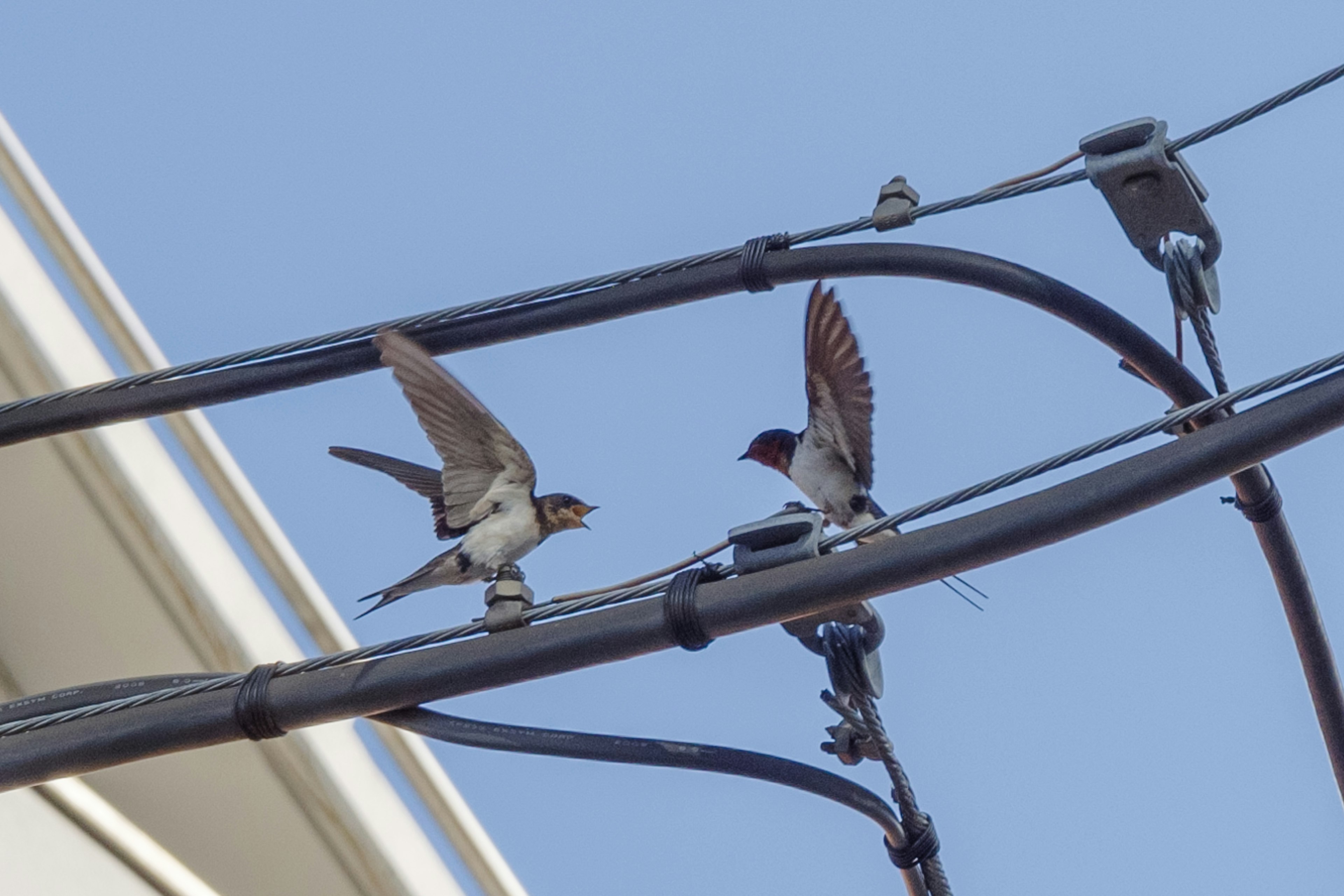 Two swallows perched on wires against a clear blue sky