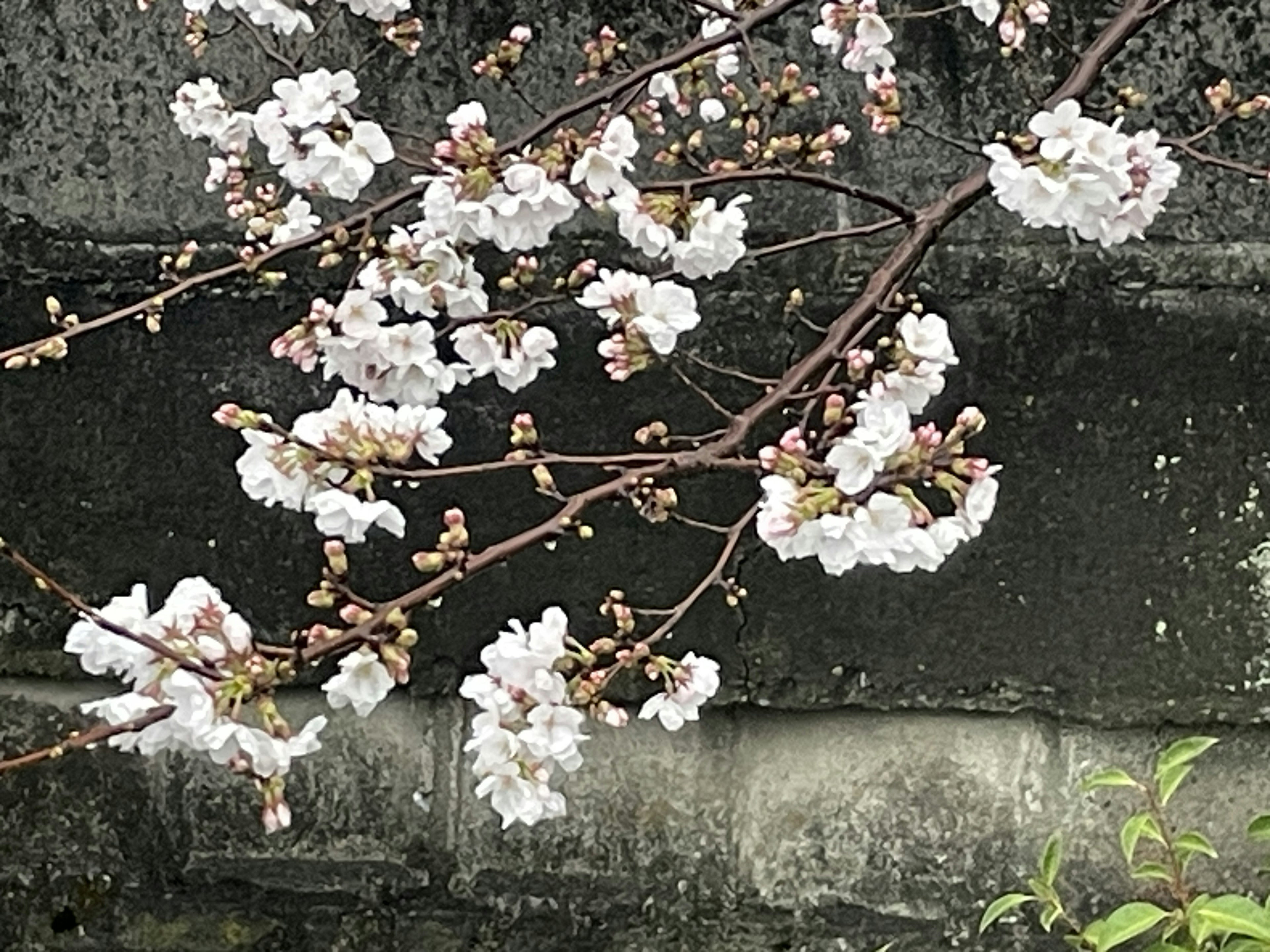 Branch of white cherry blossoms against a dark wall