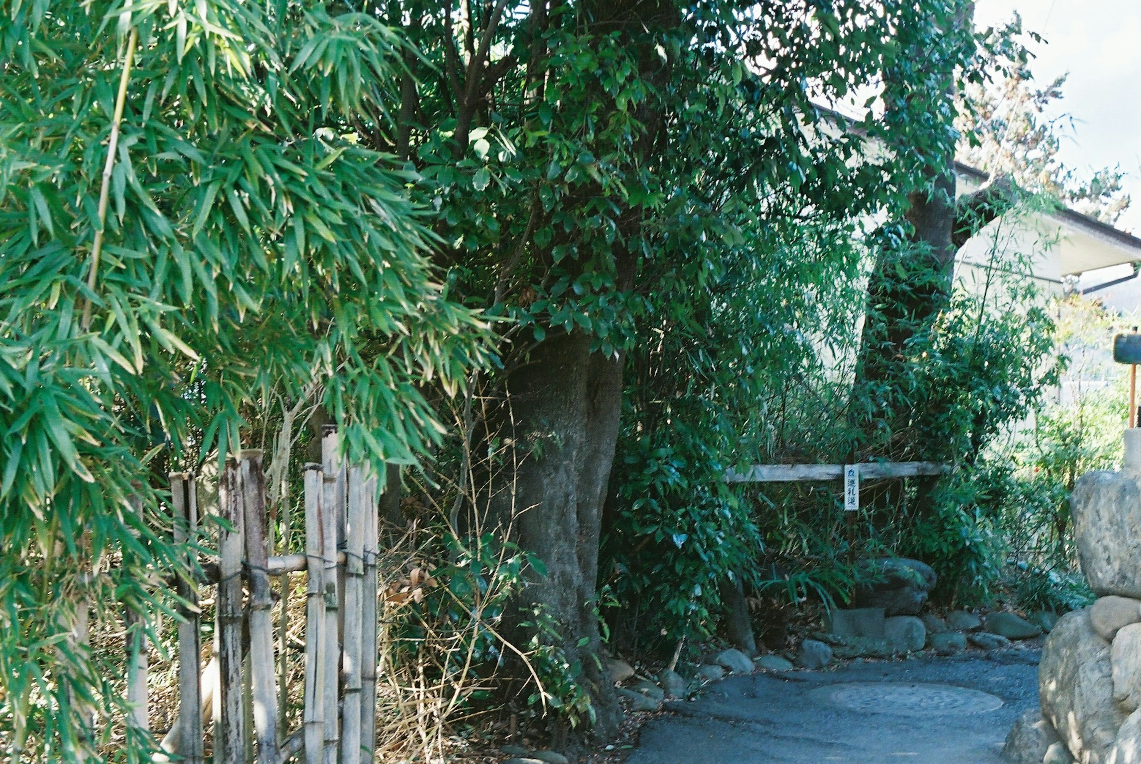 Allée luxuriante avec clôture en bambou à l'entrée du jardin